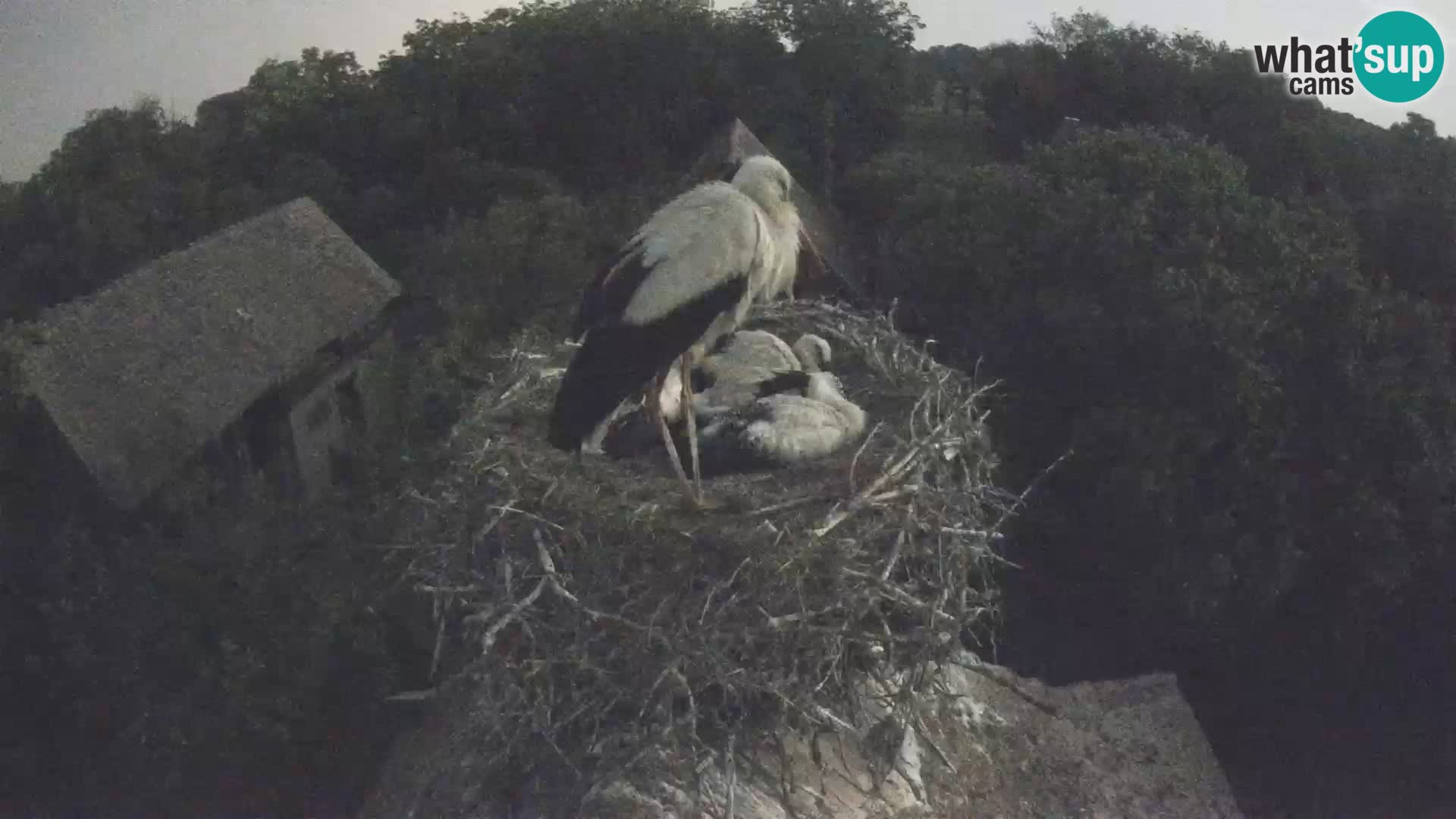 Villaggio delle cicogne europee webcam Parco naturale di Lonjsko polje