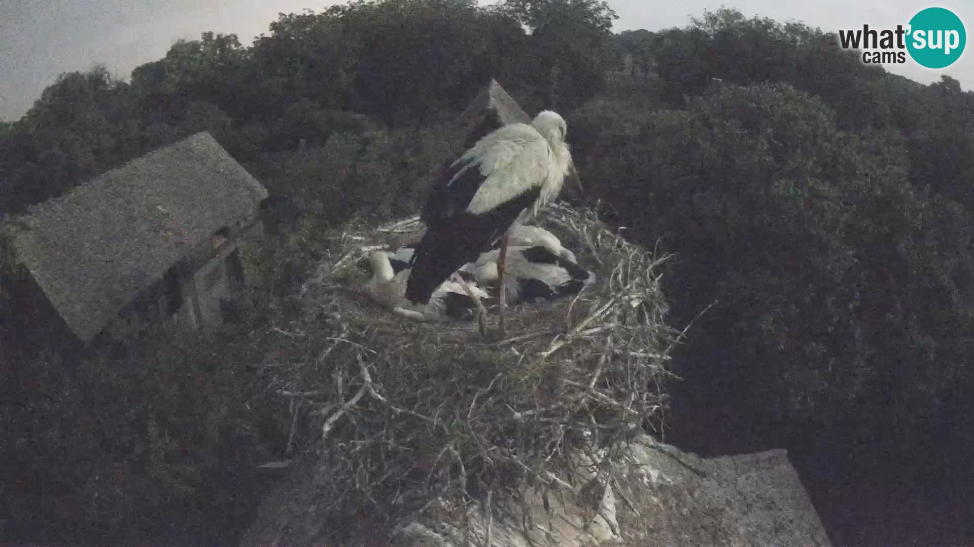 Villaggio delle cicogne europee webcam Parco naturale di Lonjsko polje