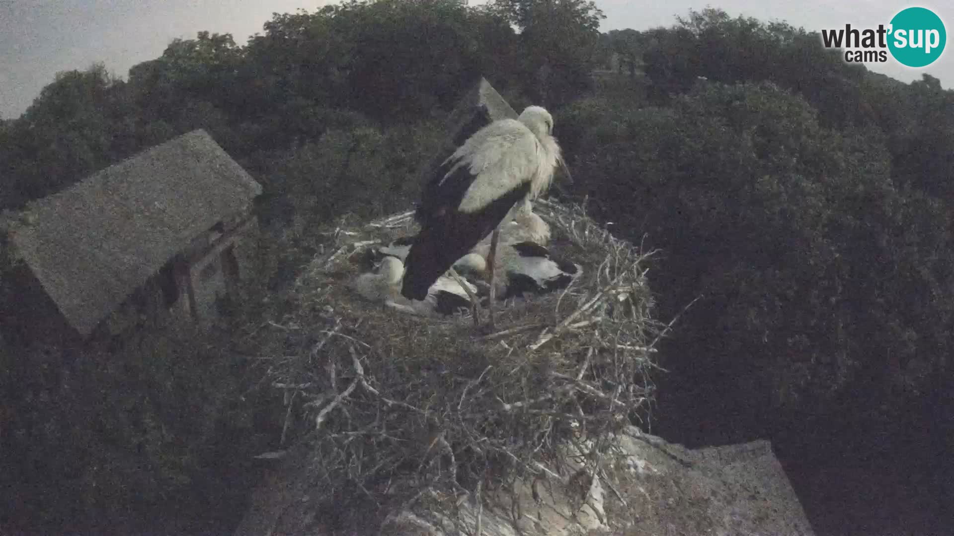 Live webcam European stork village – Lonjsko polje Nature Park