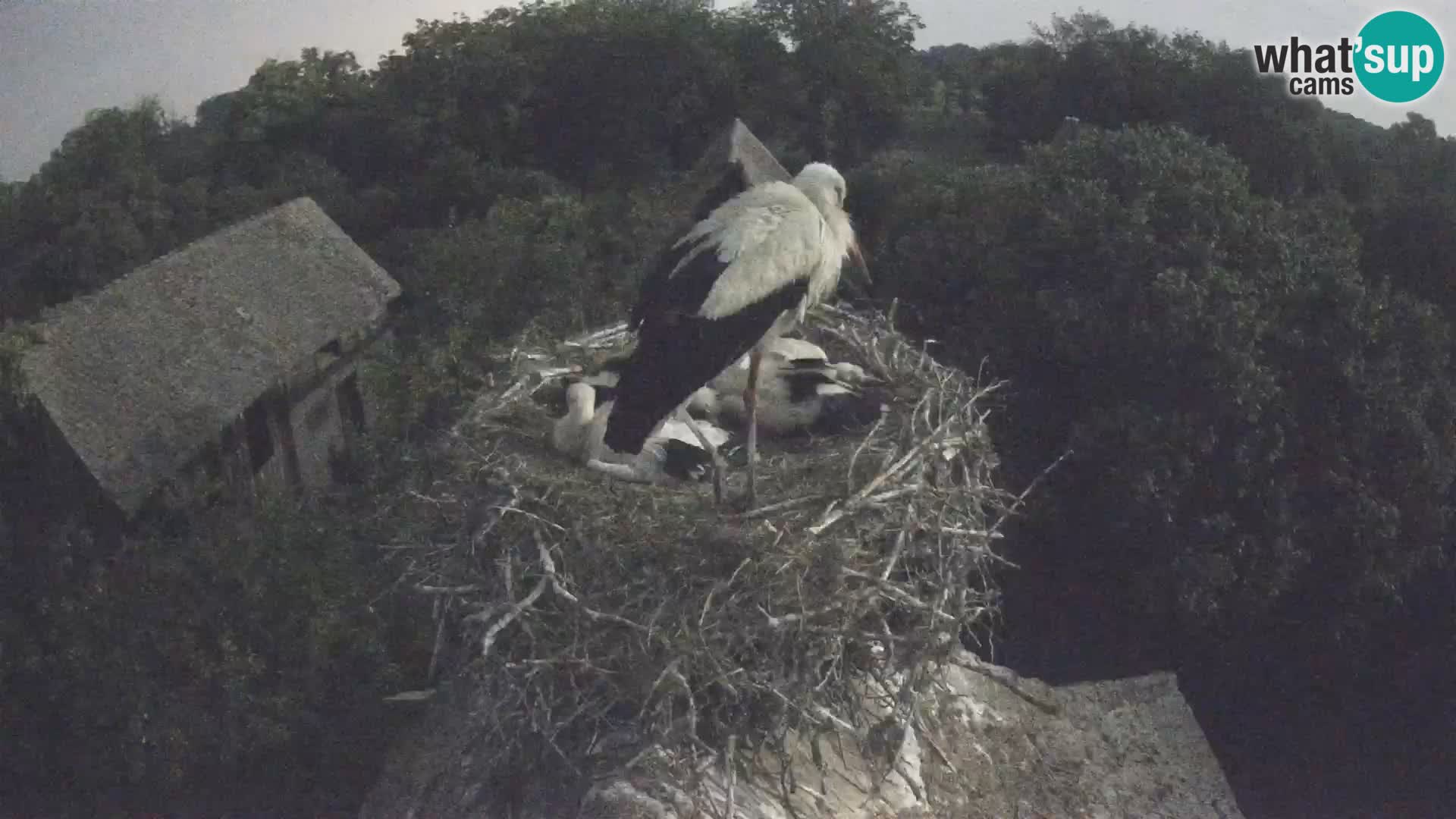 Live webcam European stork village – Lonjsko polje Nature Park