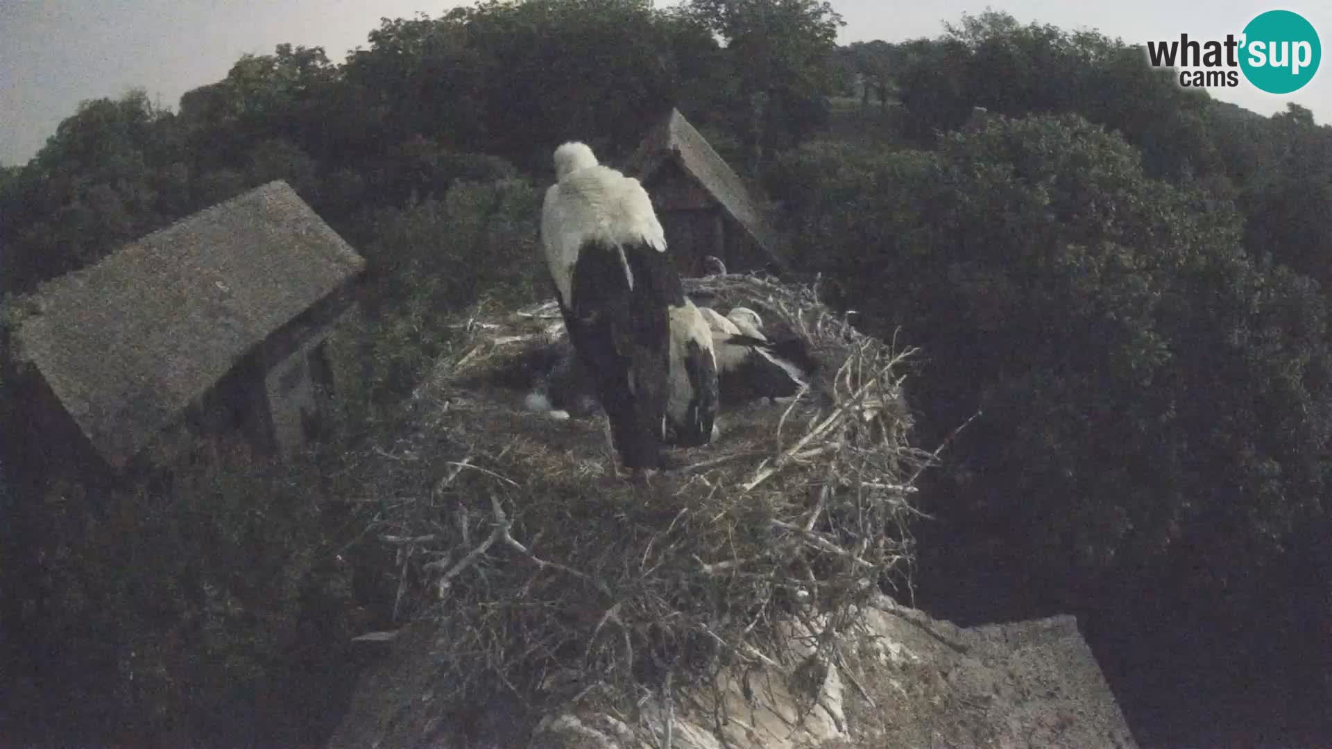 Villaggio delle cicogne europee webcam Parco naturale di Lonjsko polje