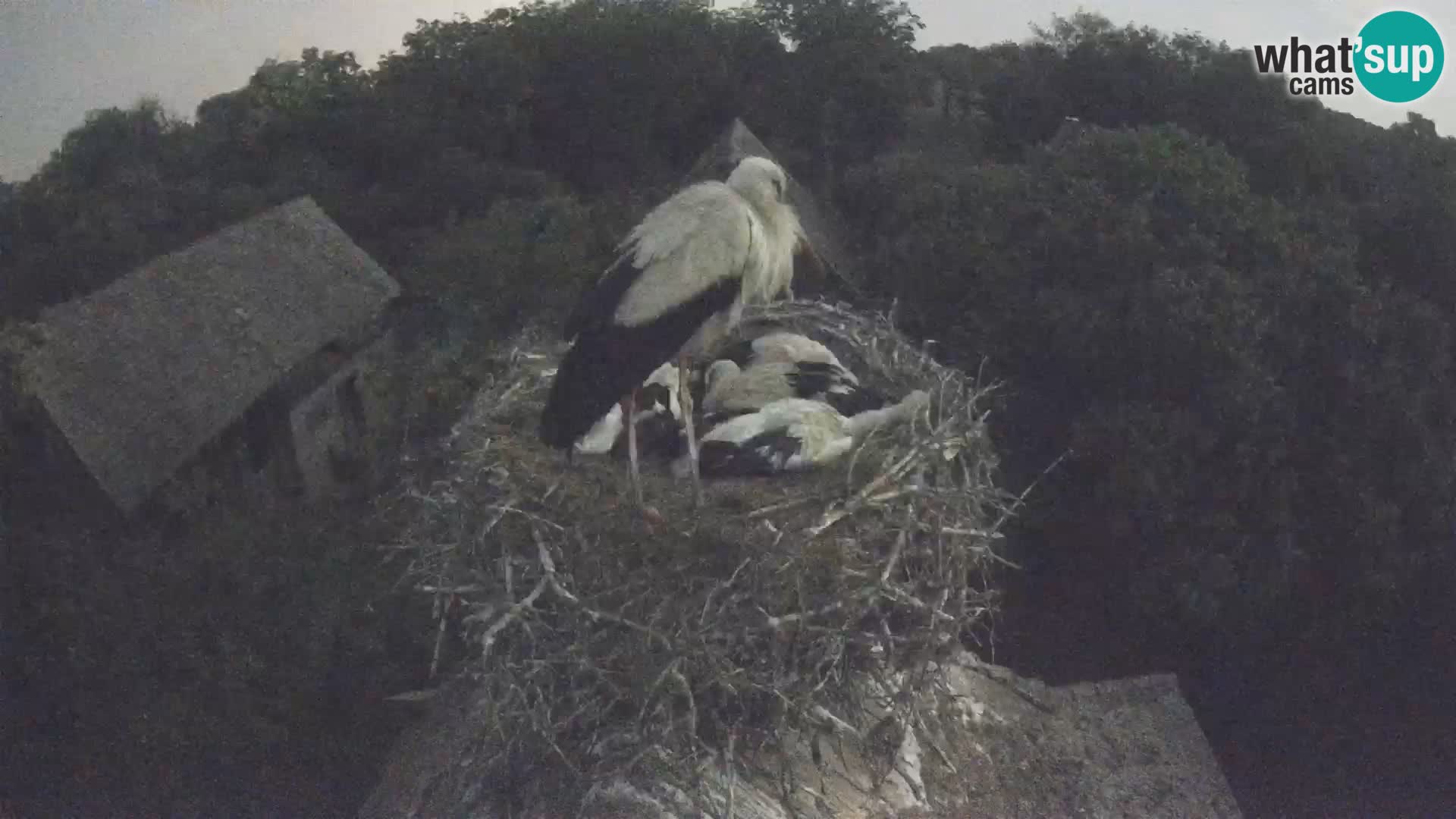 Webcam Europäisches Storchendorf – Naturpark Lonjsko polje