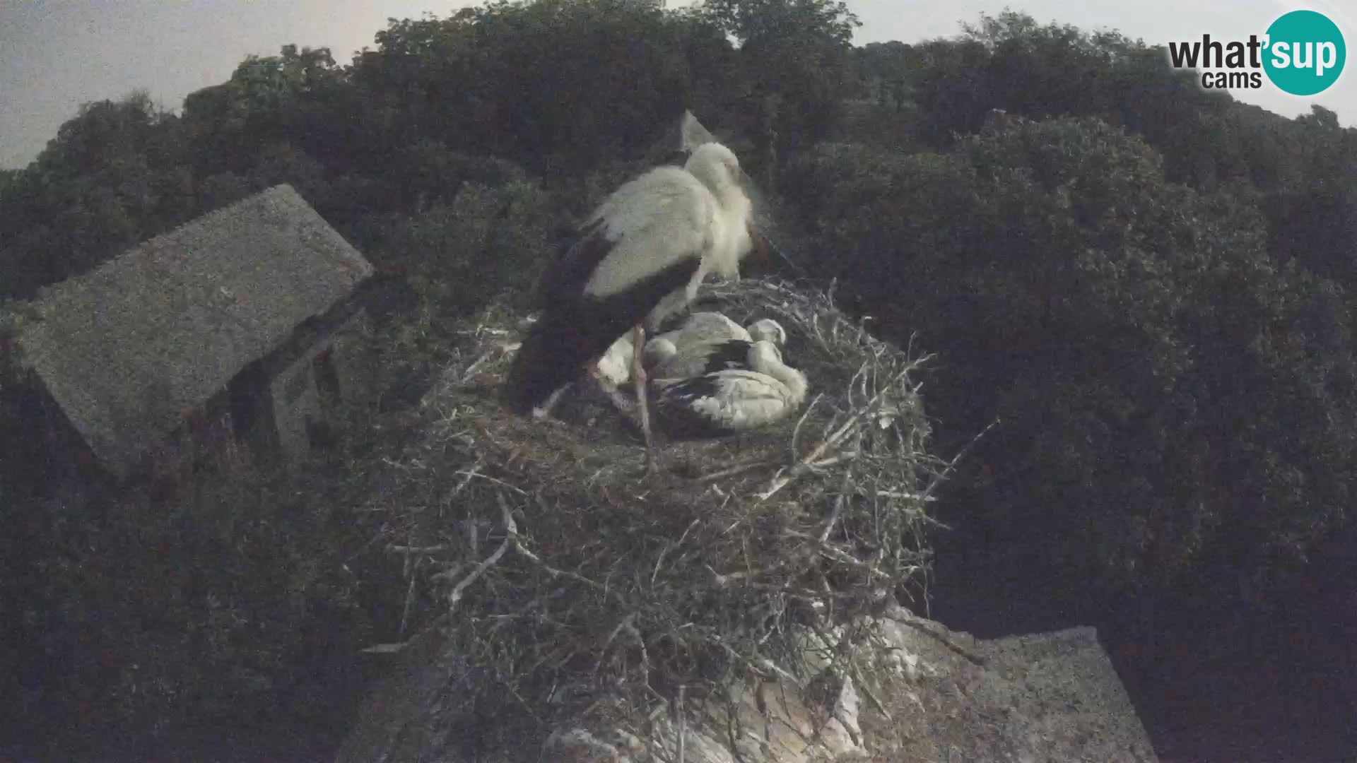 Webcam Europäisches Storchendorf – Naturpark Lonjsko polje