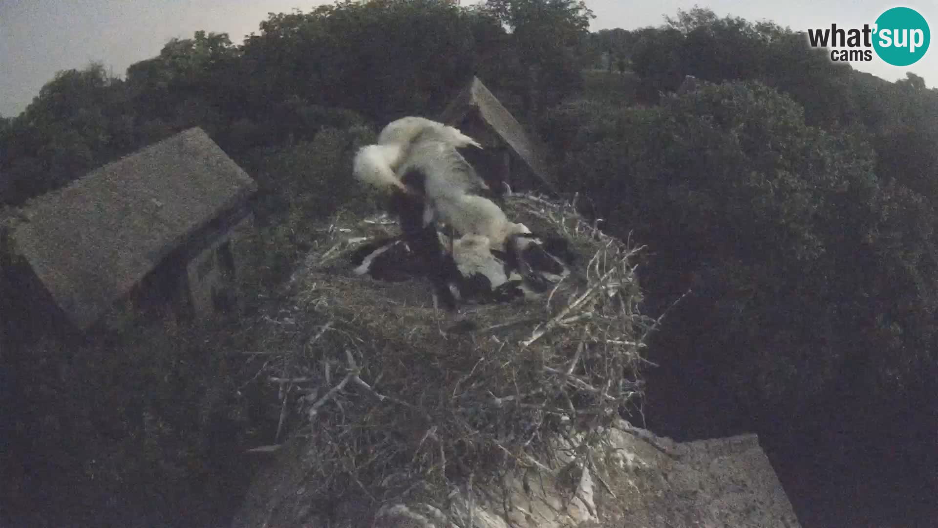 Villaggio delle cicogne europee webcam Parco naturale di Lonjsko polje