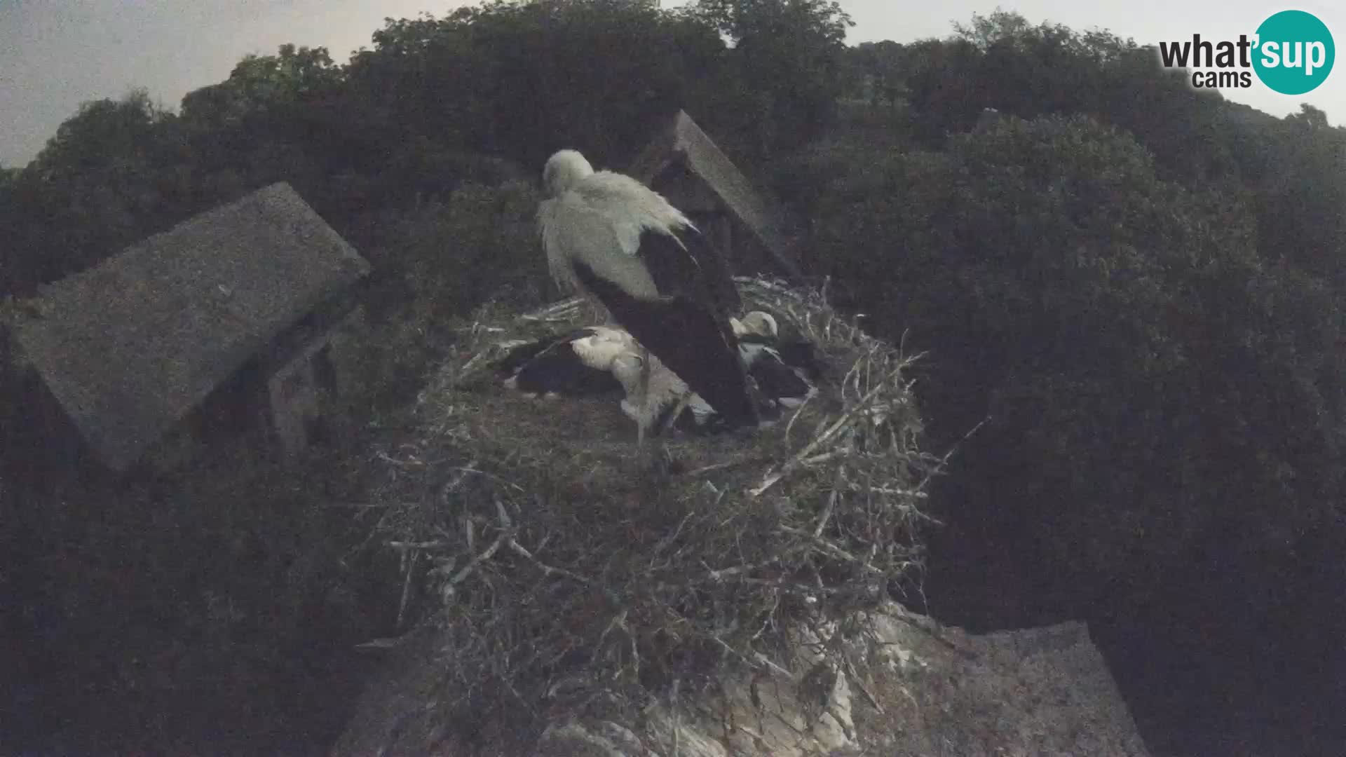 Villaggio delle cicogne europee webcam Parco naturale di Lonjsko polje