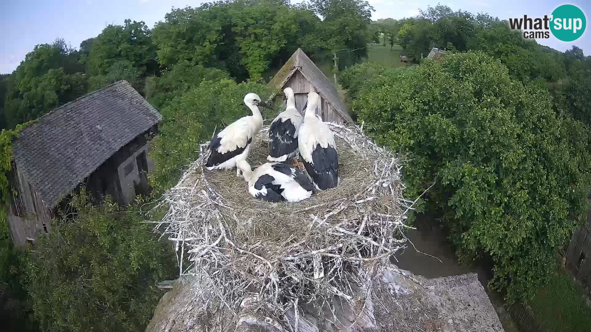 Village européen de cigognes webcam Parc naturel de Lonjsko polje