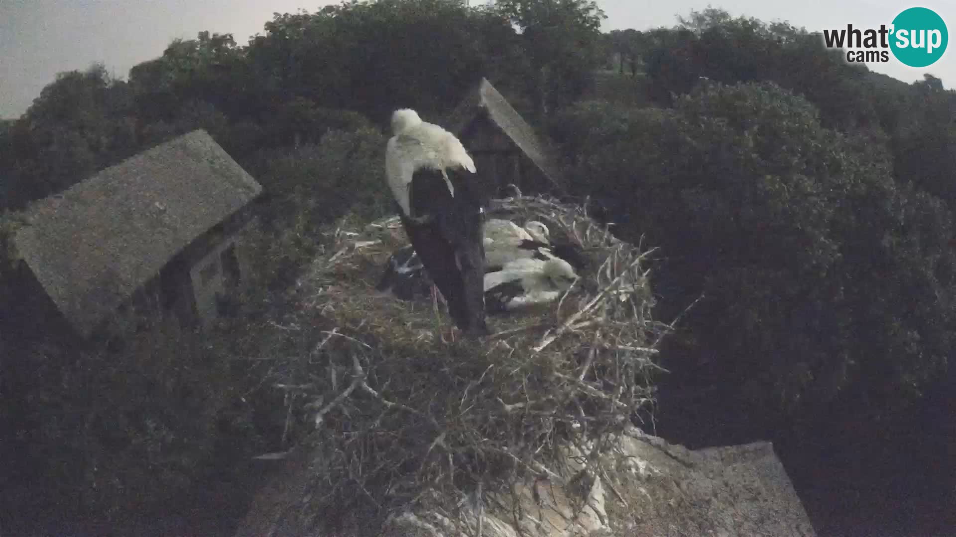 Villaggio delle cicogne europee webcam Parco naturale di Lonjsko polje