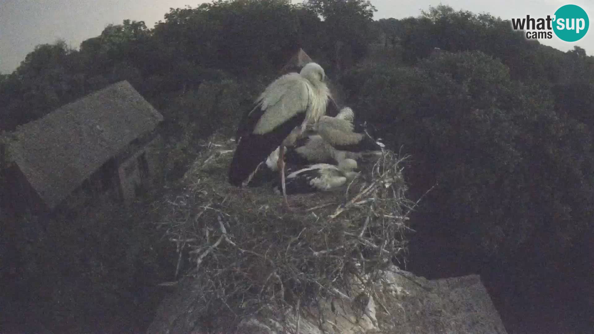 Village européen de cigognes webcam Parc naturel de Lonjsko polje