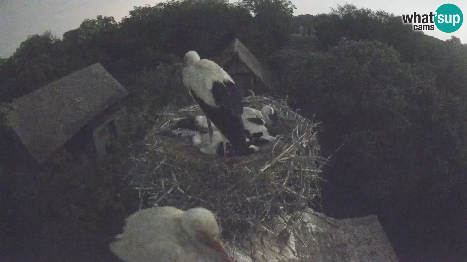 Village européen de cigognes webcam Parc naturel de Lonjsko polje