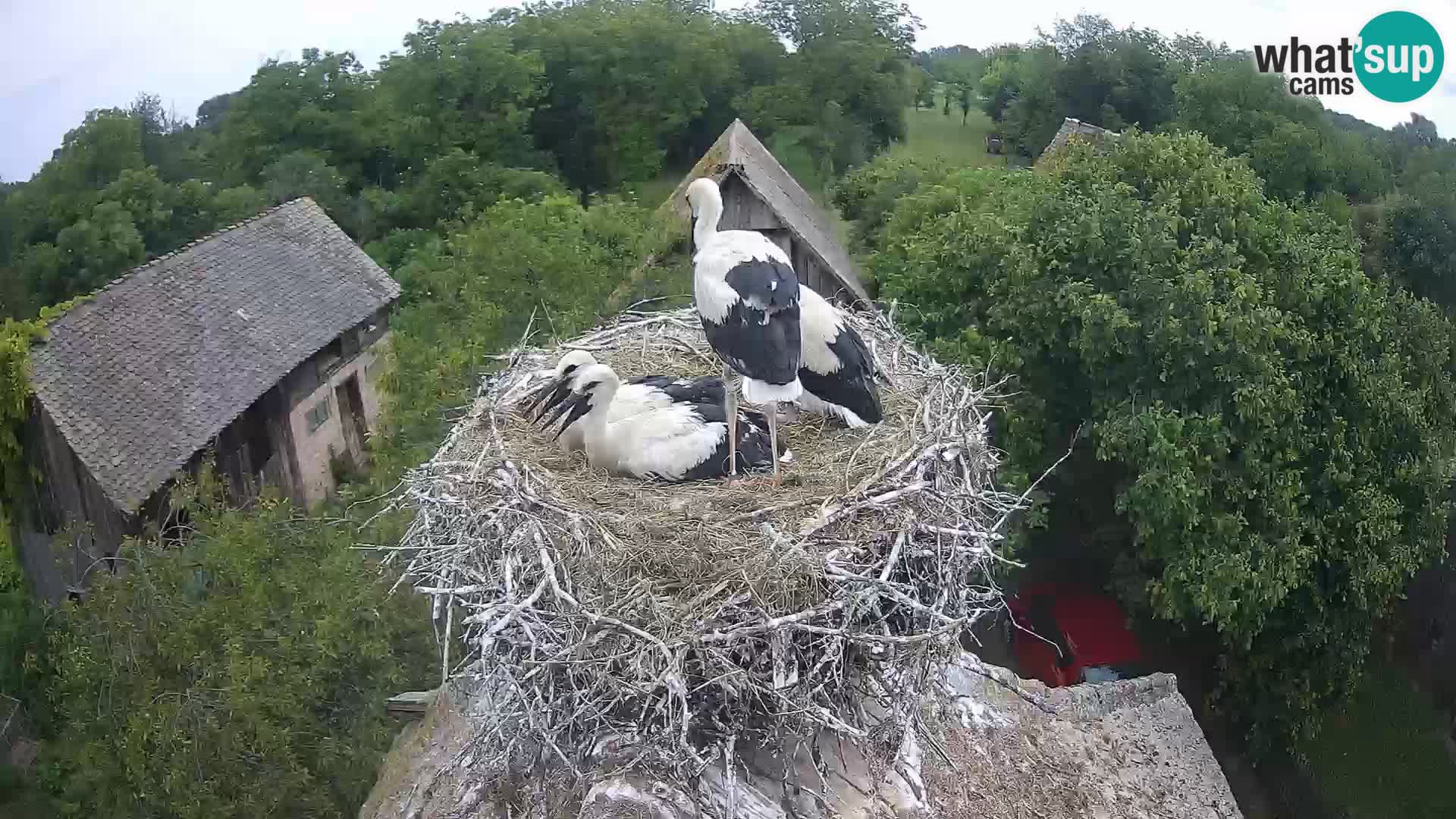 Village européen de cigognes webcam Parc naturel de Lonjsko polje