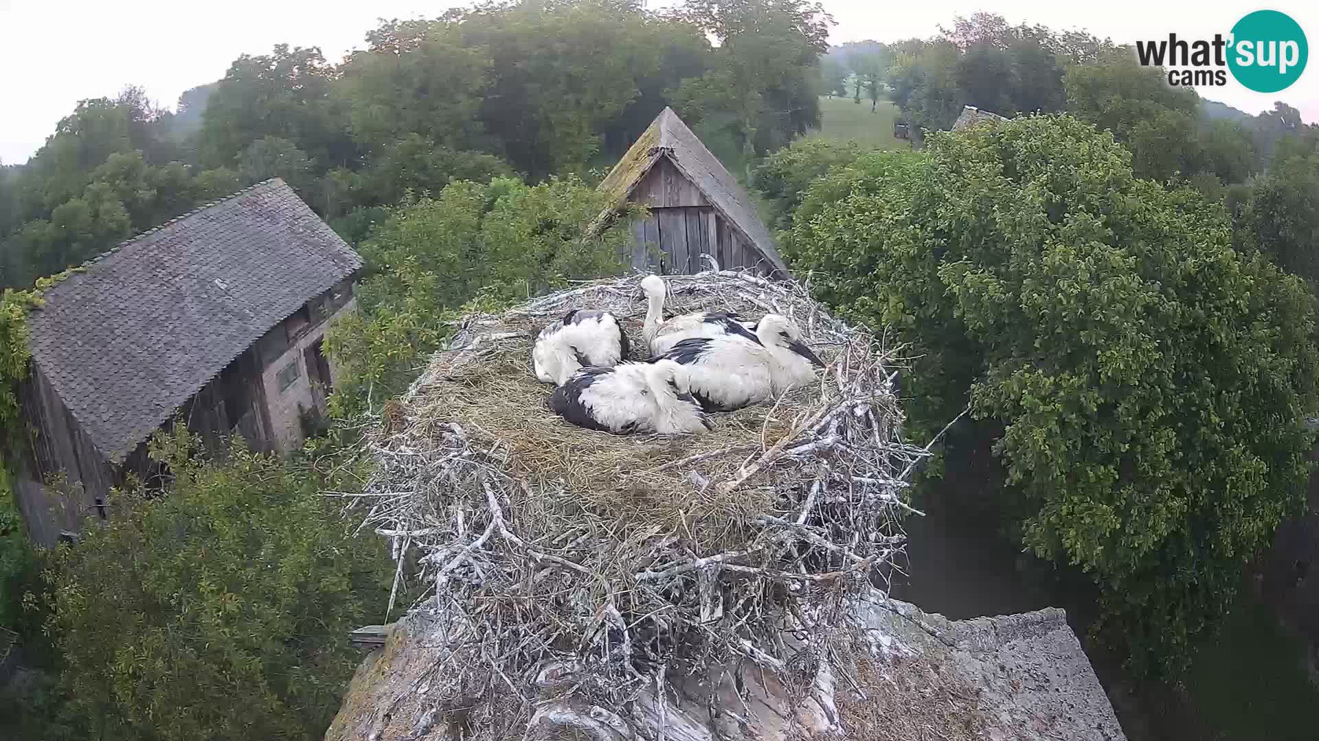 Villaggio delle cicogne europee webcam Parco naturale di Lonjsko polje