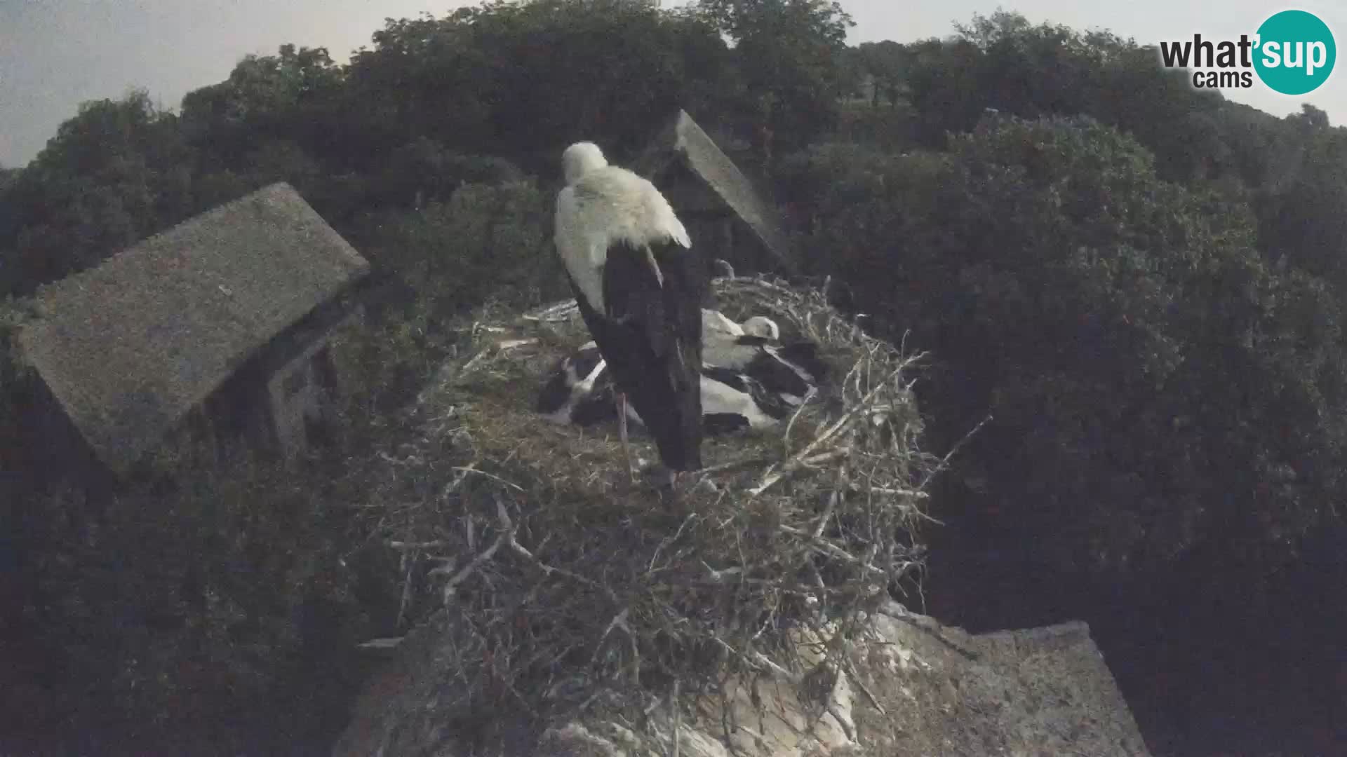 Villaggio delle cicogne europee webcam Parco naturale di Lonjsko polje