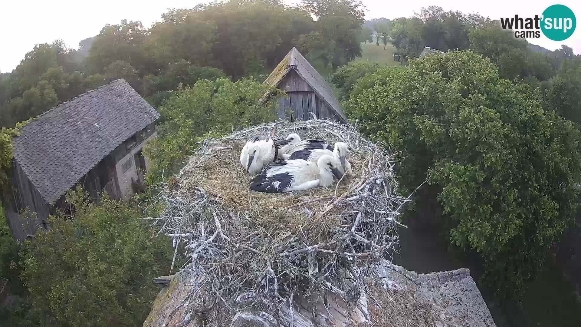 Villaggio delle cicogne europee webcam Parco naturale di Lonjsko polje