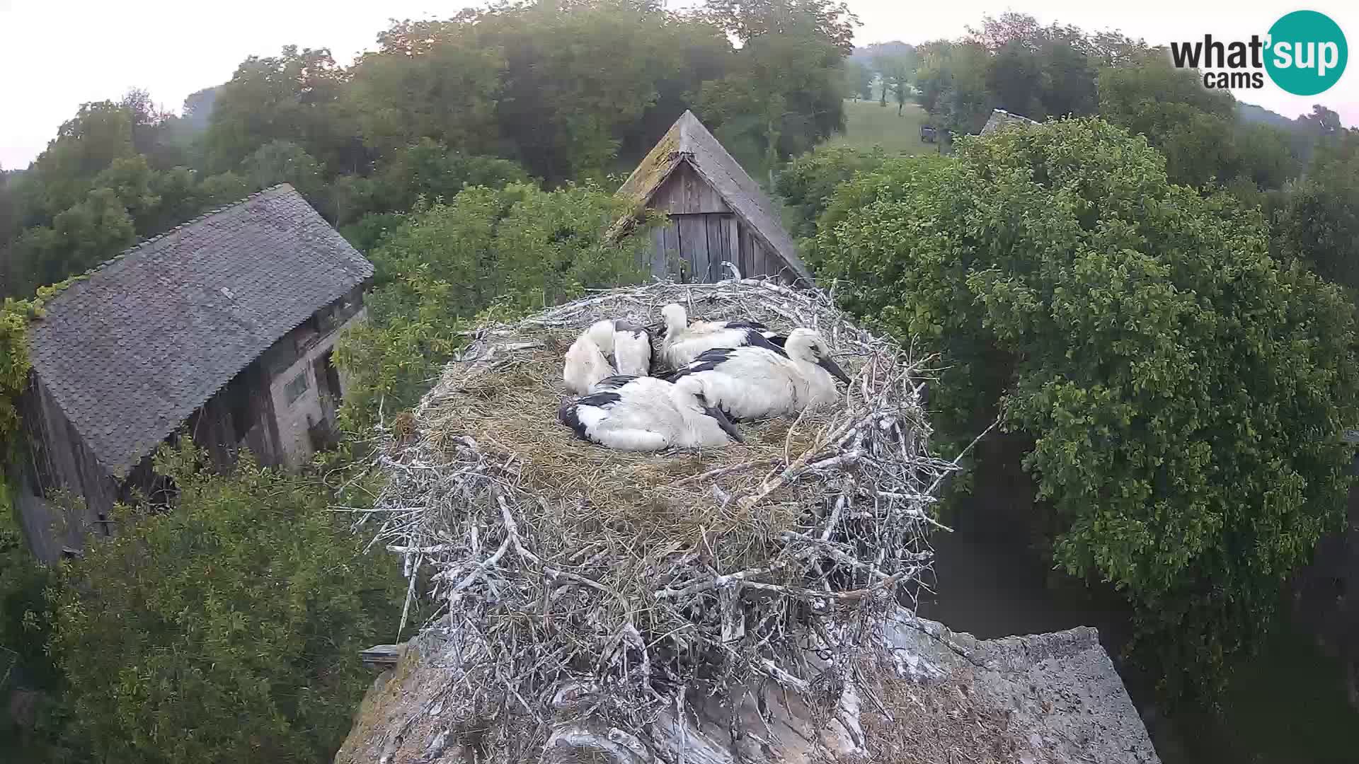 Village européen de cigognes webcam Parc naturel de Lonjsko polje