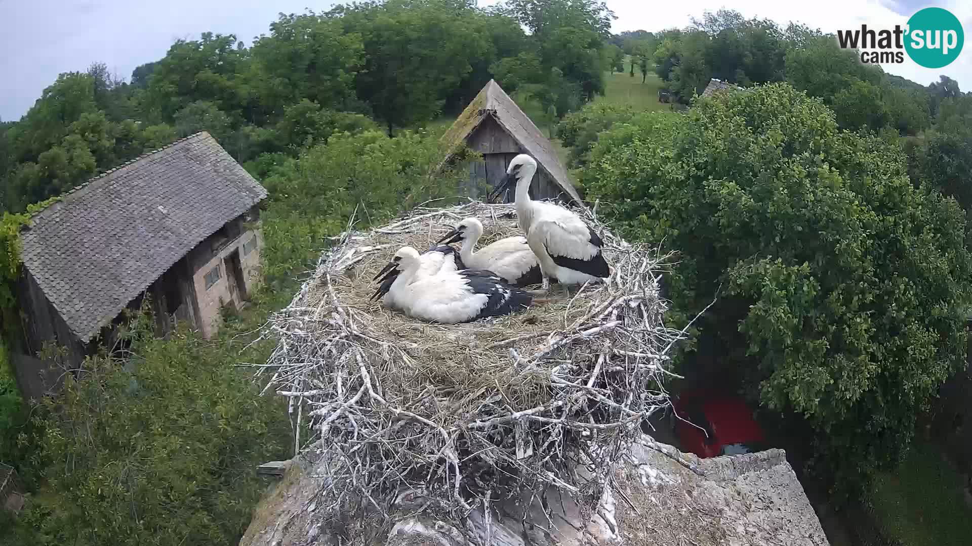 Villaggio delle cicogne europee webcam Parco naturale di Lonjsko polje