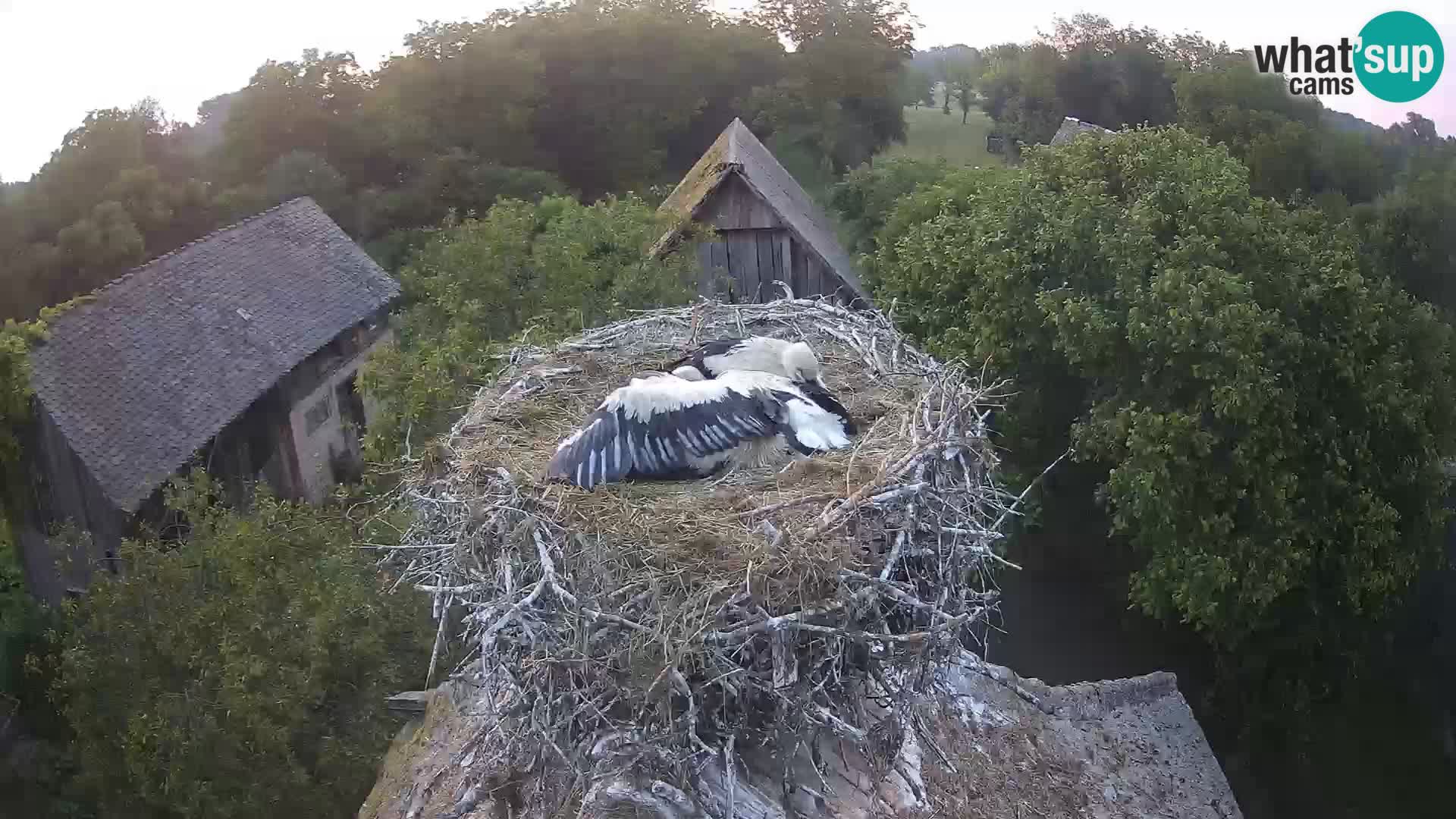 Village européen de cigognes webcam Parc naturel de Lonjsko polje