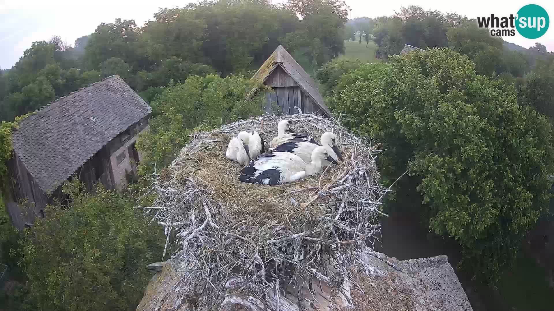 Villaggio delle cicogne europee webcam Parco naturale di Lonjsko polje