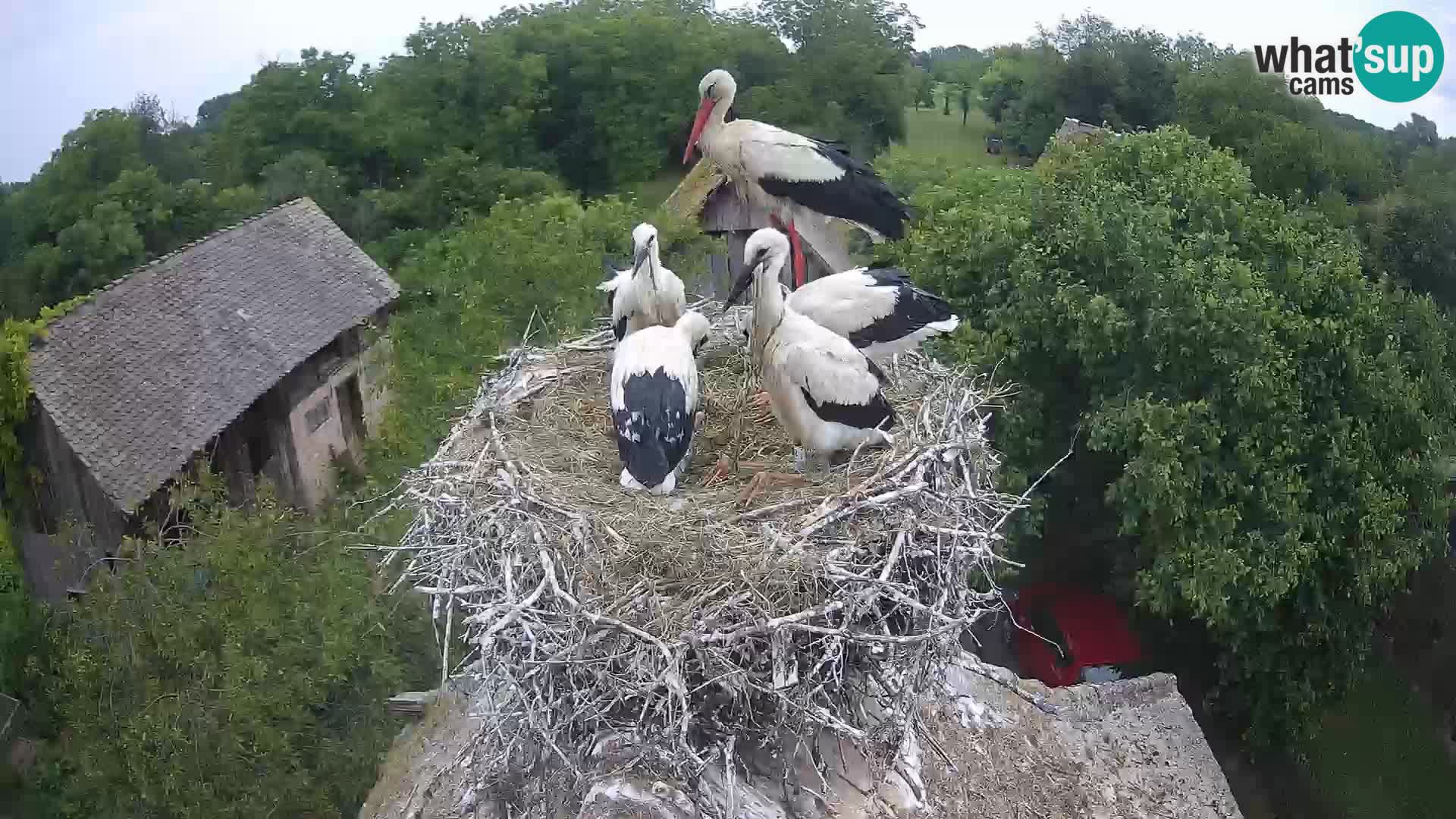 Villaggio delle cicogne europee webcam Parco naturale di Lonjsko polje