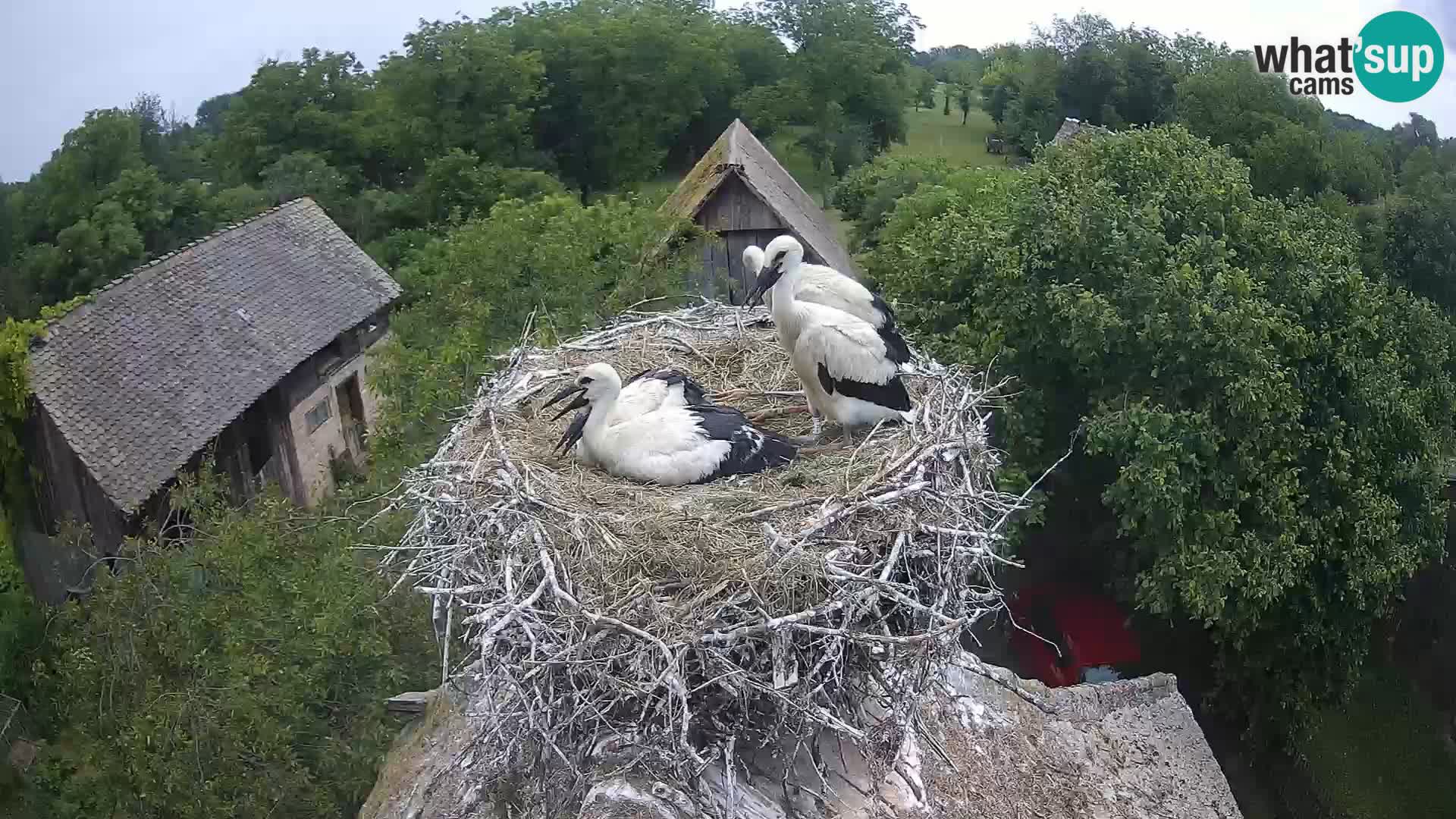 Live webcam European stork village – Lonjsko polje Nature Park