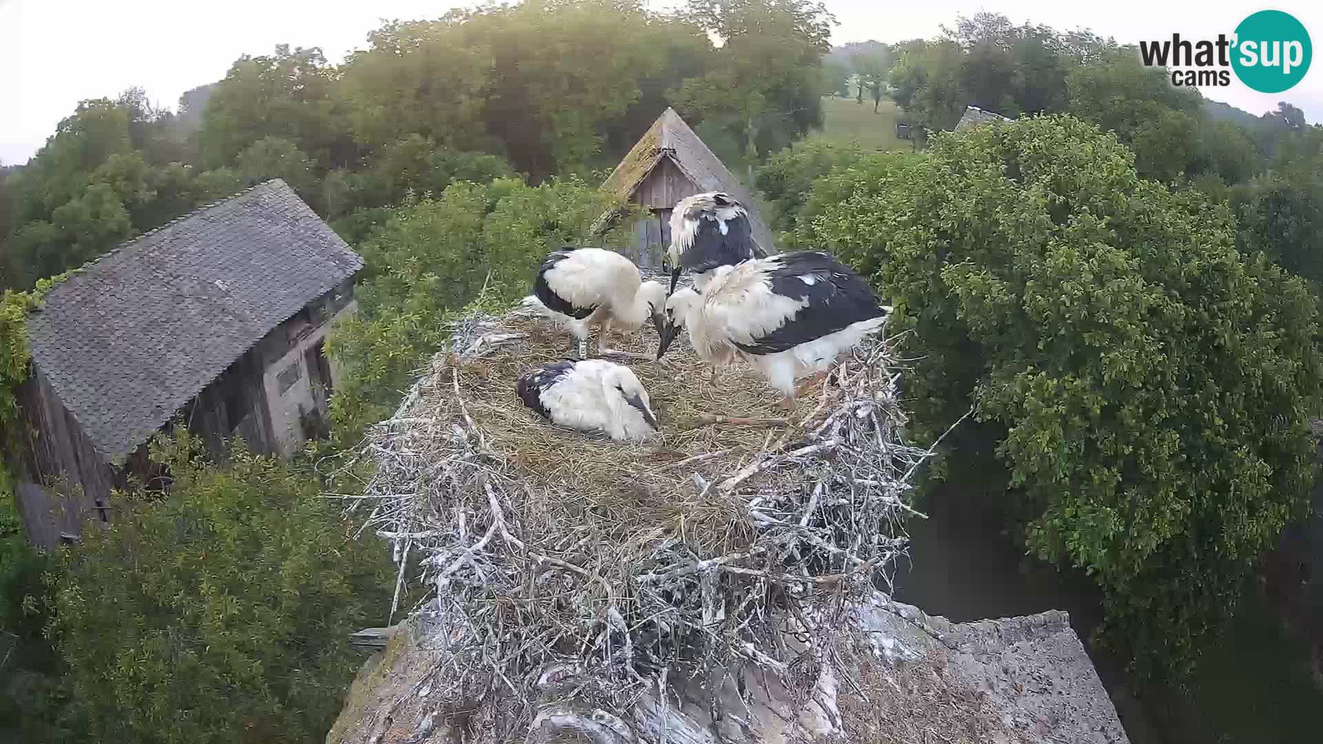 Pueblo europeo de cigüeñas camera en vivo Parque Natural Lonjsko polje