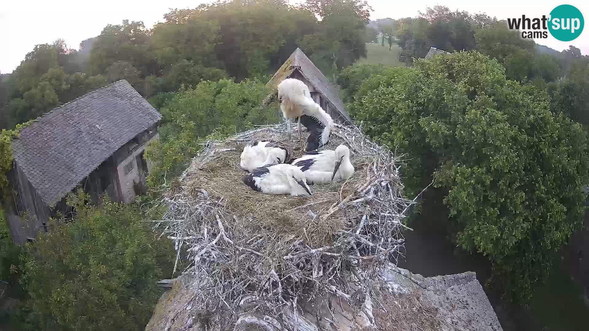 Villaggio delle cicogne europee webcam Parco naturale di Lonjsko polje