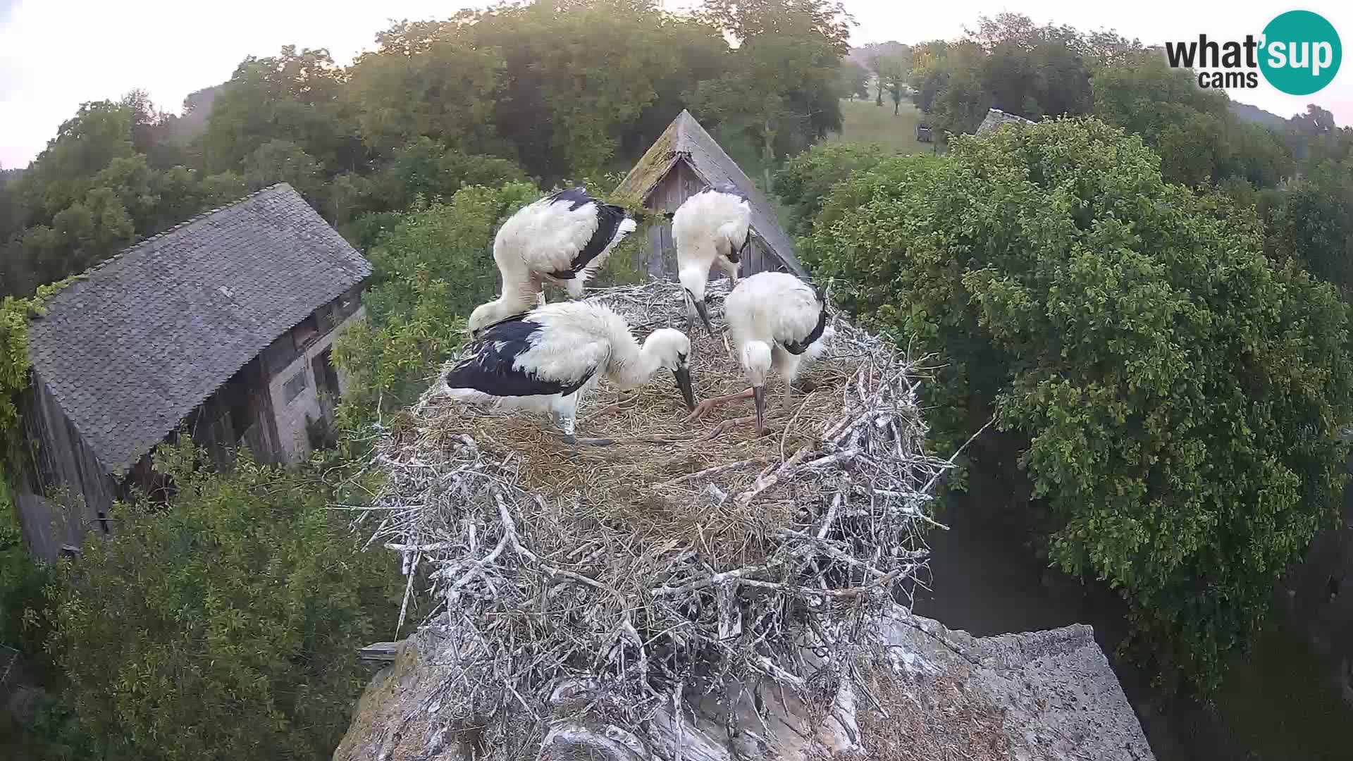 Webcam Europäisches Storchendorf – Naturpark Lonjsko polje