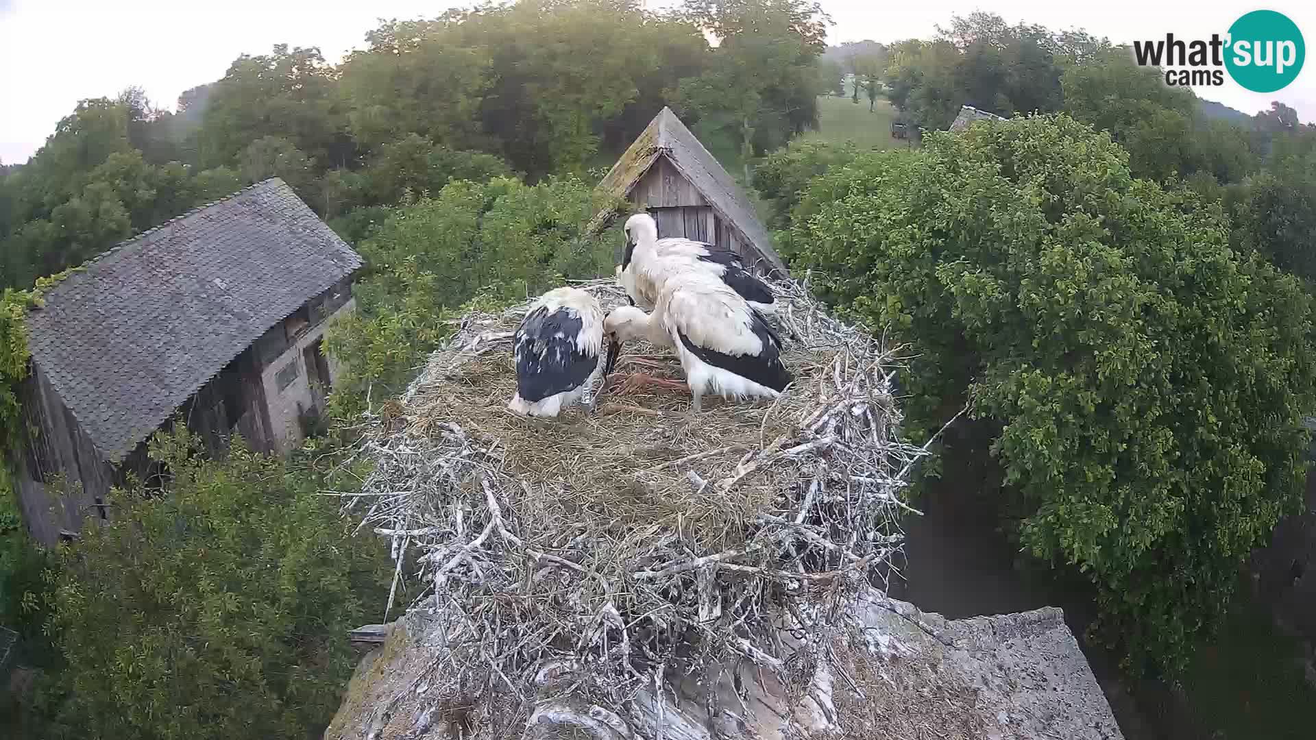 Pueblo europeo de cigüeñas camera en vivo Parque Natural Lonjsko polje