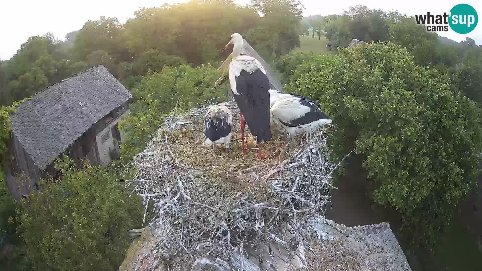 Webcam Europäisches Storchendorf – Naturpark Lonjsko polje
