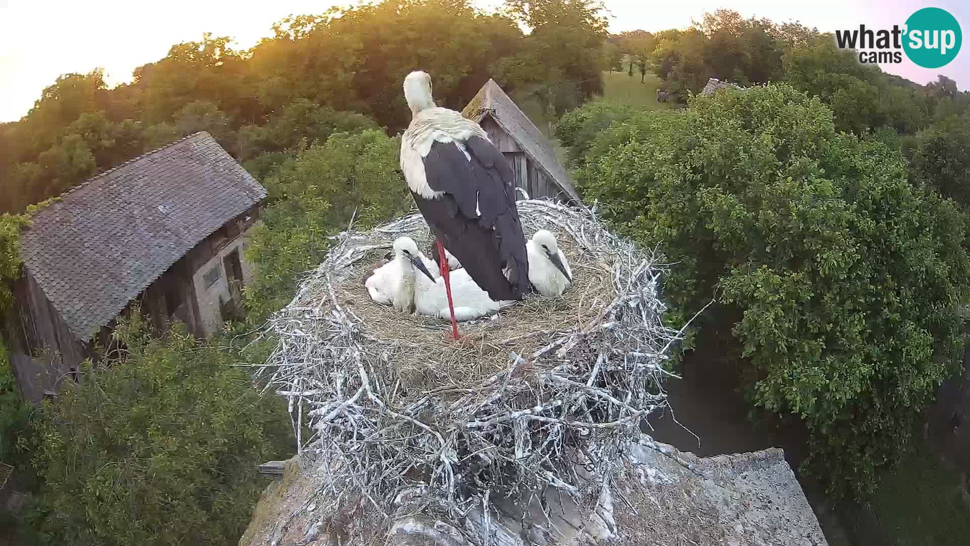 Webcam Europäisches Storchendorf – Naturpark Lonjsko polje