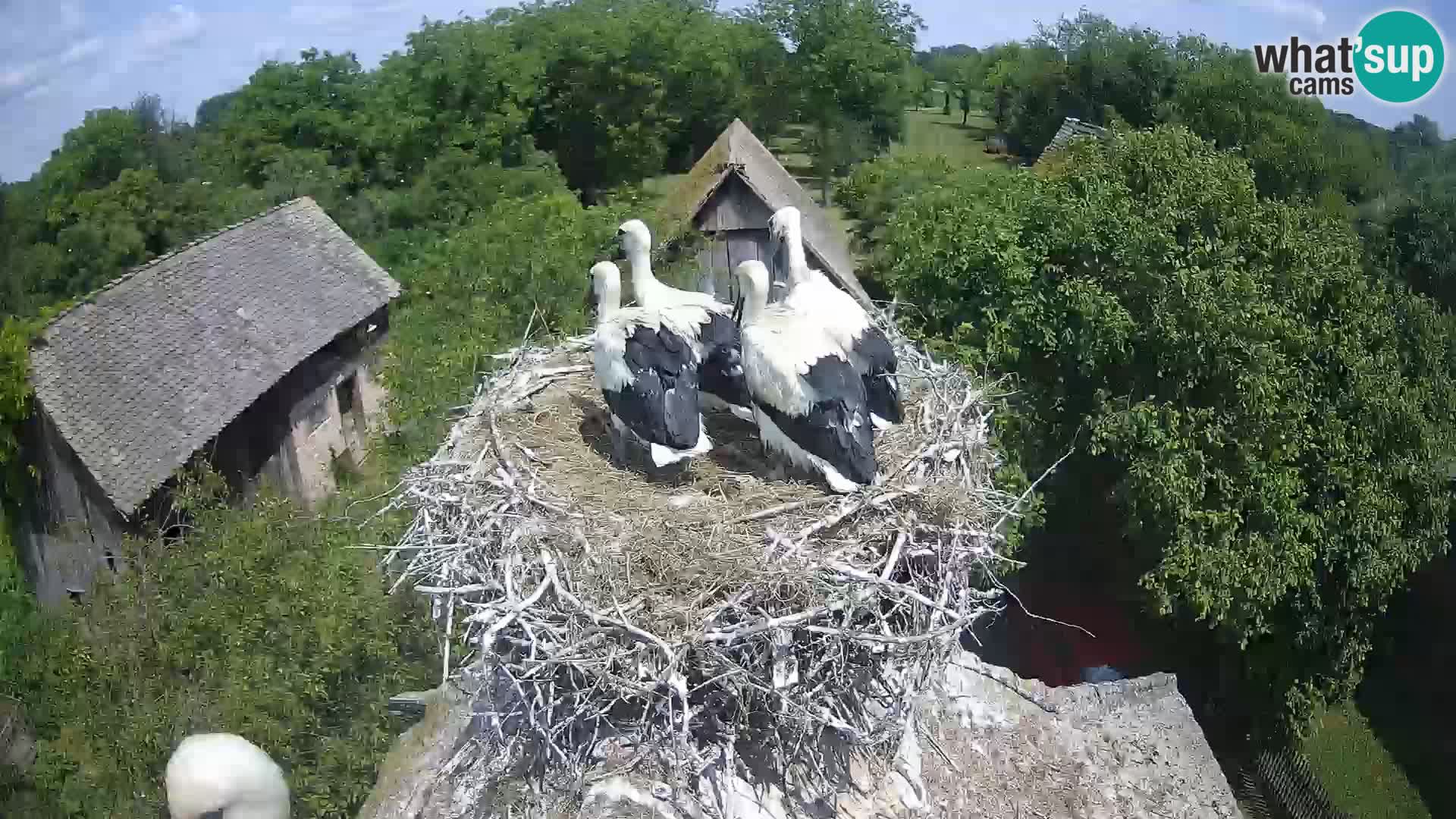 Webcam Europäisches Storchendorf – Naturpark Lonjsko polje