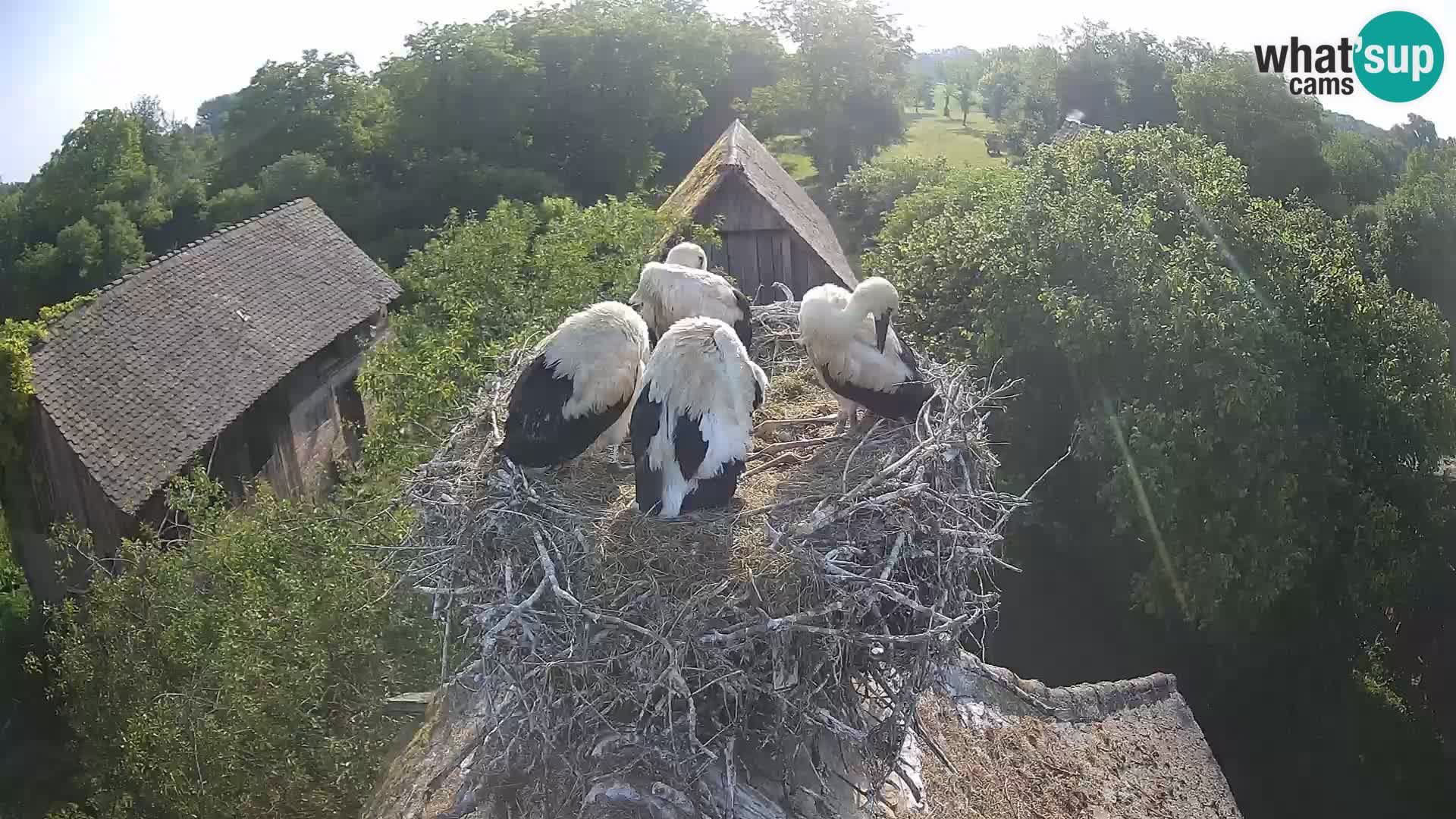 Pueblo europeo de cigüeñas camera en vivo Parque Natural Lonjsko polje