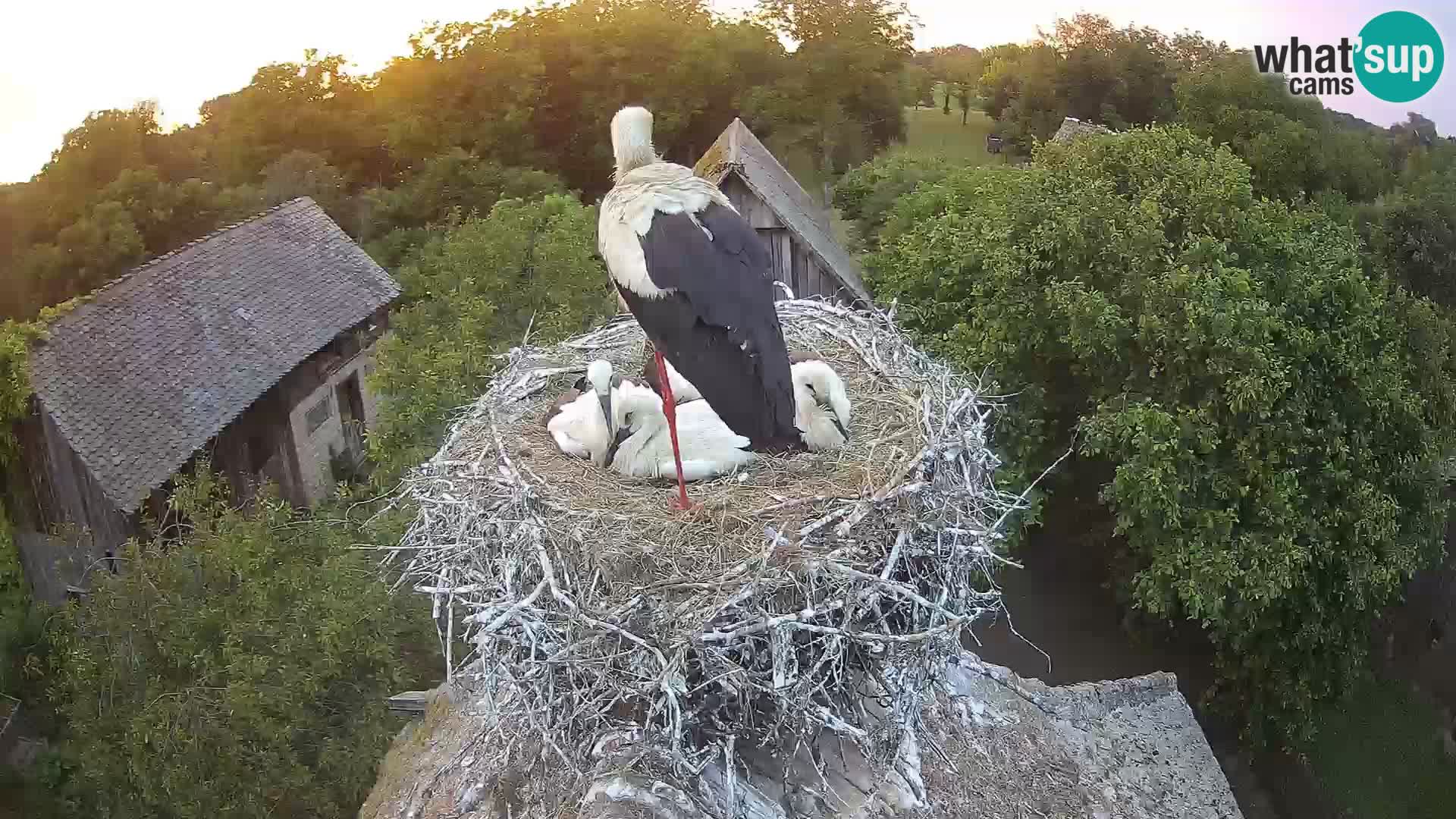Live webcam European stork village – Lonjsko polje Nature Park