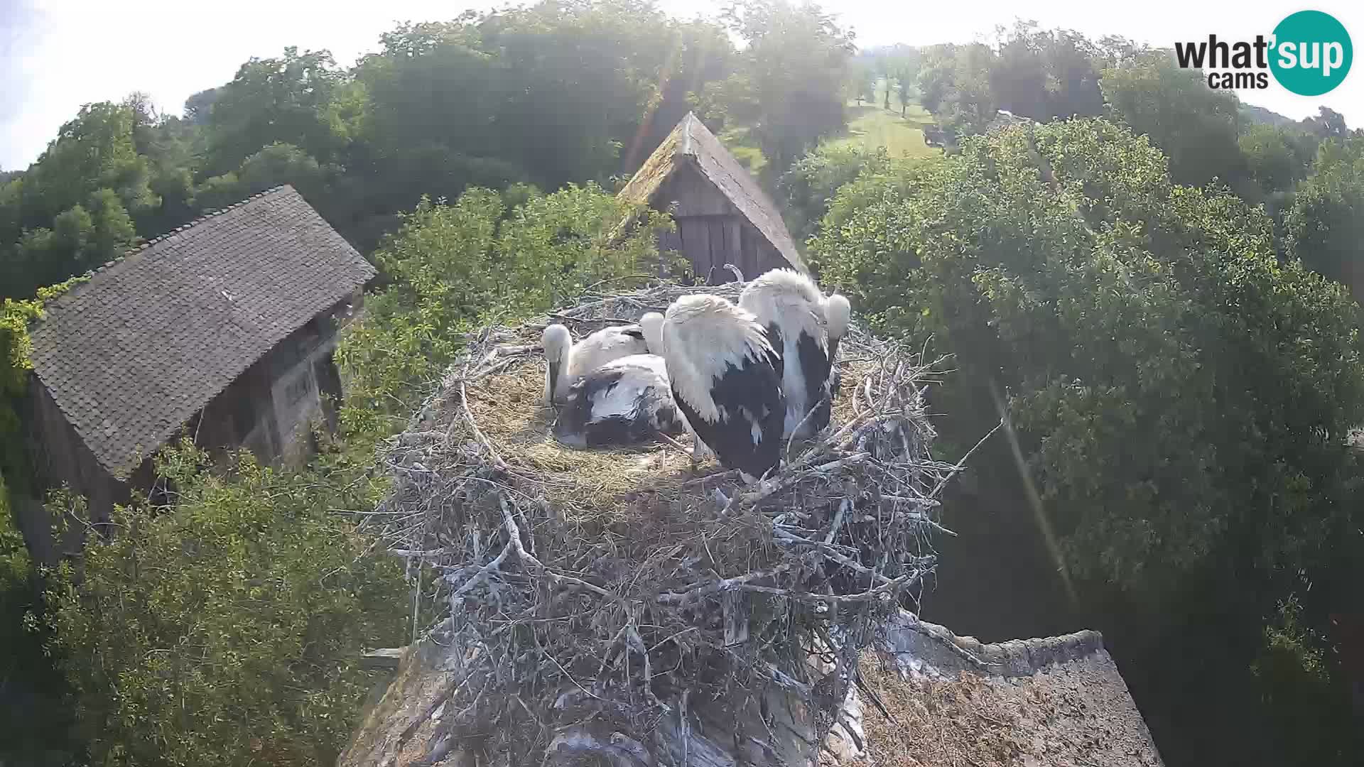 Live webcam European stork village – Lonjsko polje Nature Park