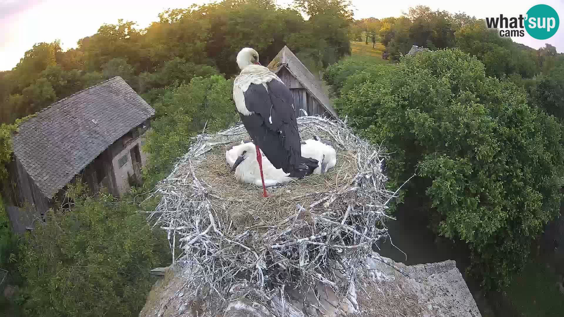 Villaggio delle cicogne europee webcam Parco naturale di Lonjsko polje