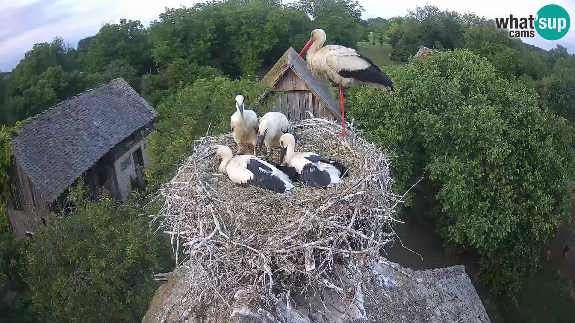 Villaggio delle cicogne europee webcam Parco naturale di Lonjsko polje