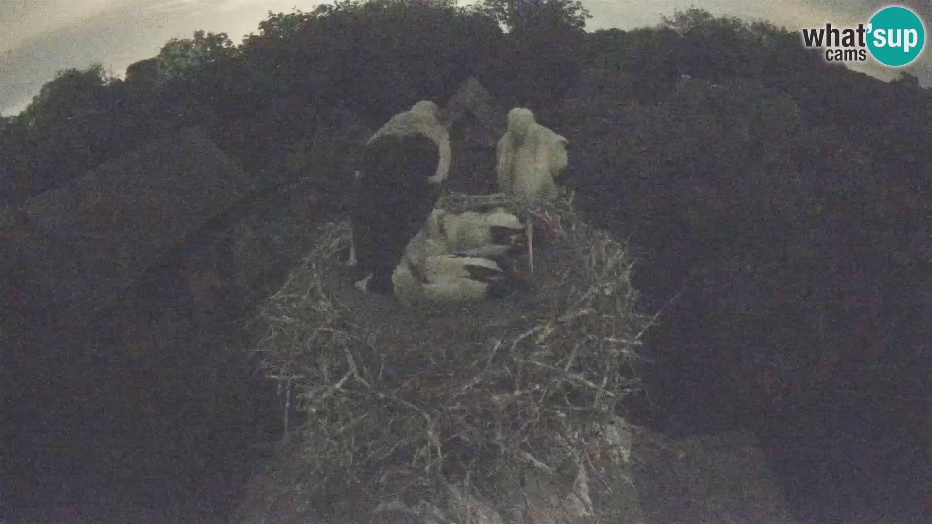 Webcam Europäisches Storchendorf – Naturpark Lonjsko polje