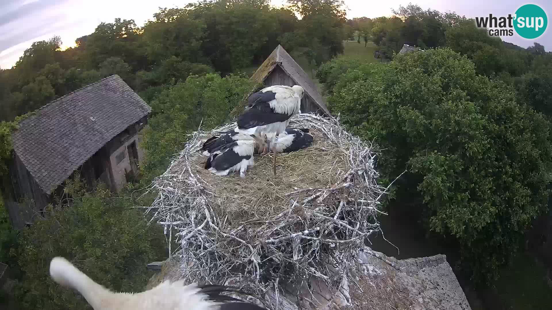 Village européen de cigognes webcam Parc naturel de Lonjsko polje