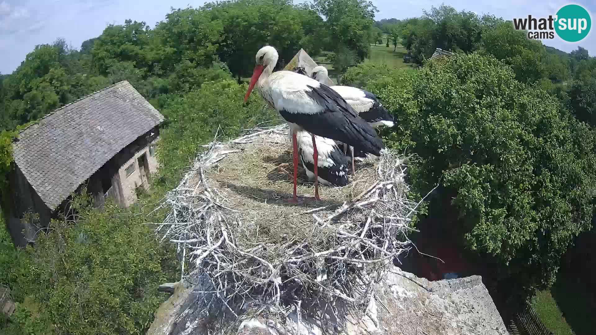 Villaggio delle cicogne europee webcam Parco naturale di Lonjsko polje