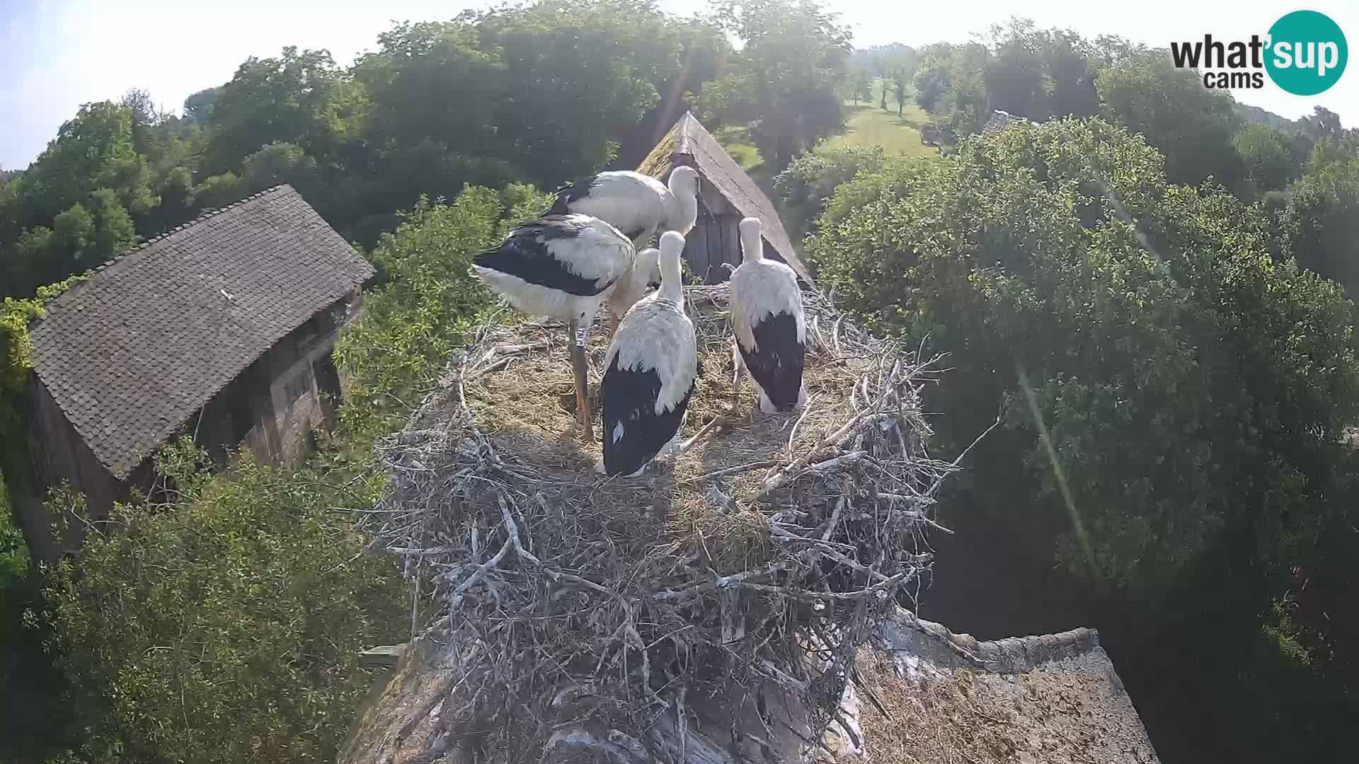 Village européen de cigognes webcam Parc naturel de Lonjsko polje