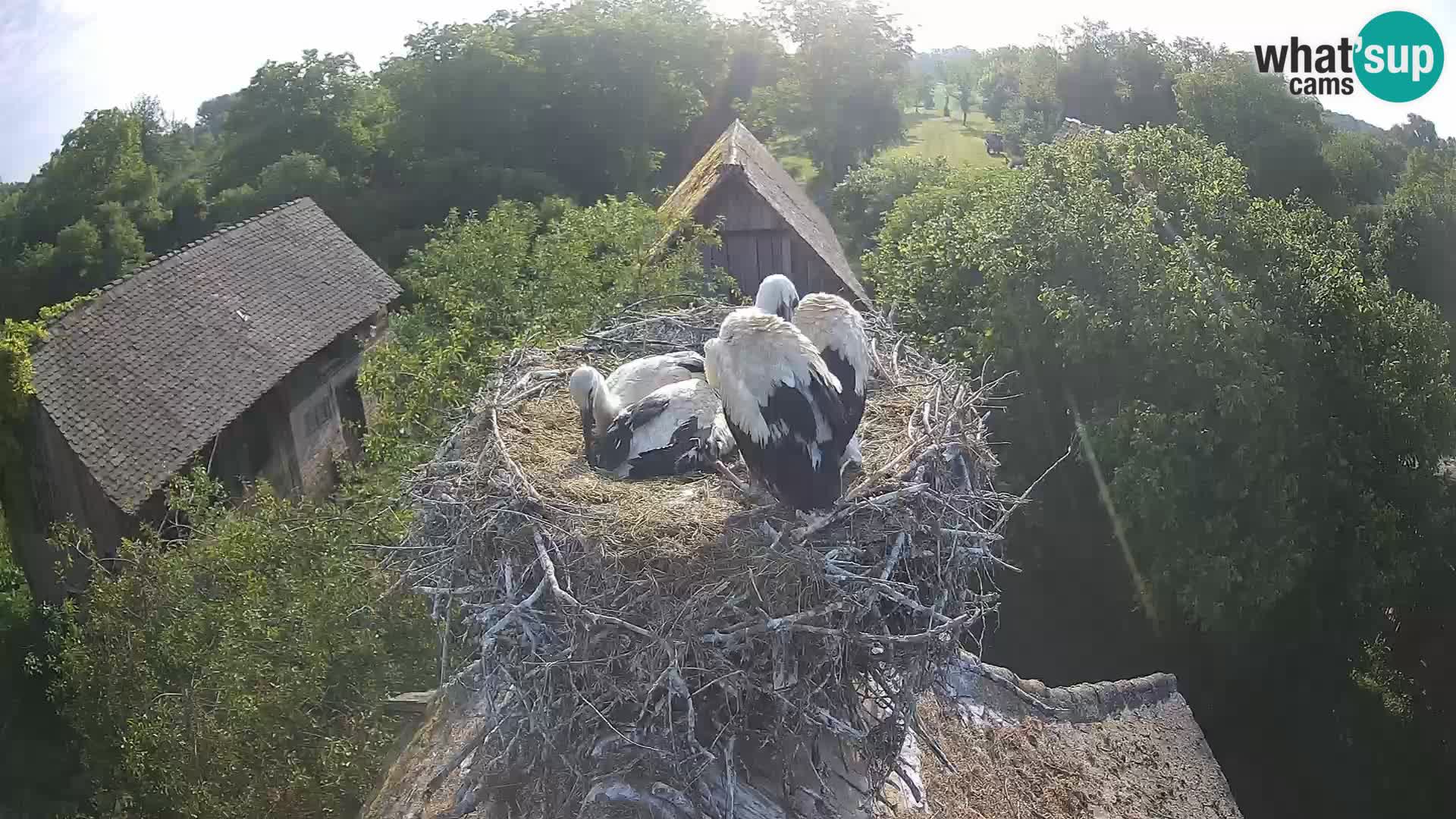 Village européen de cigognes webcam Parc naturel de Lonjsko polje