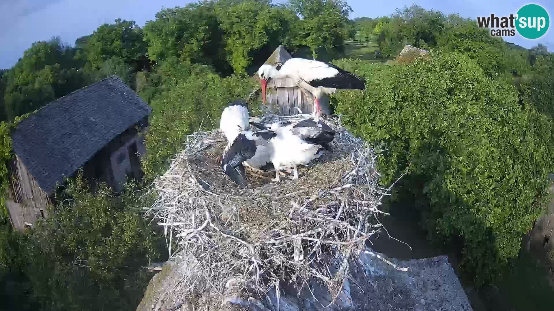 Villaggio delle cicogne europee webcam Parco naturale di Lonjsko polje