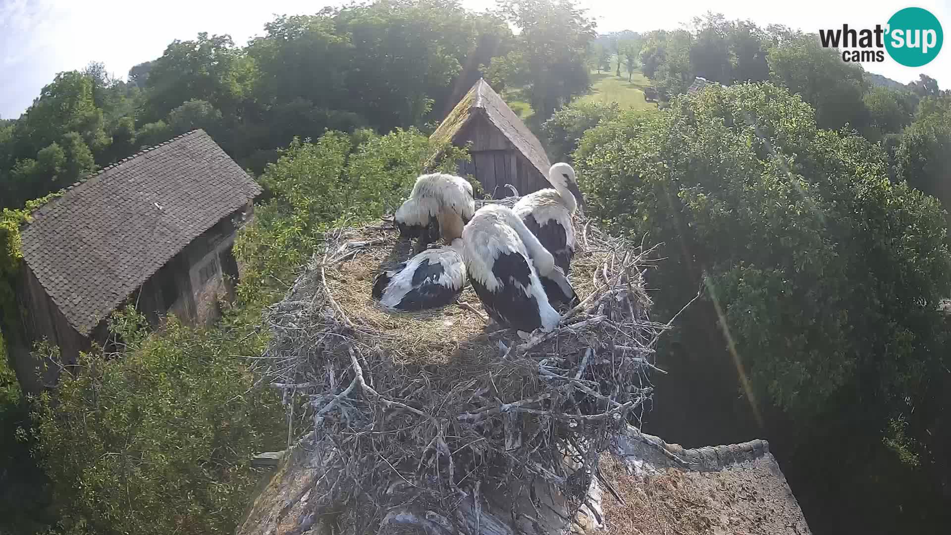 Village européen de cigognes webcam Parc naturel de Lonjsko polje