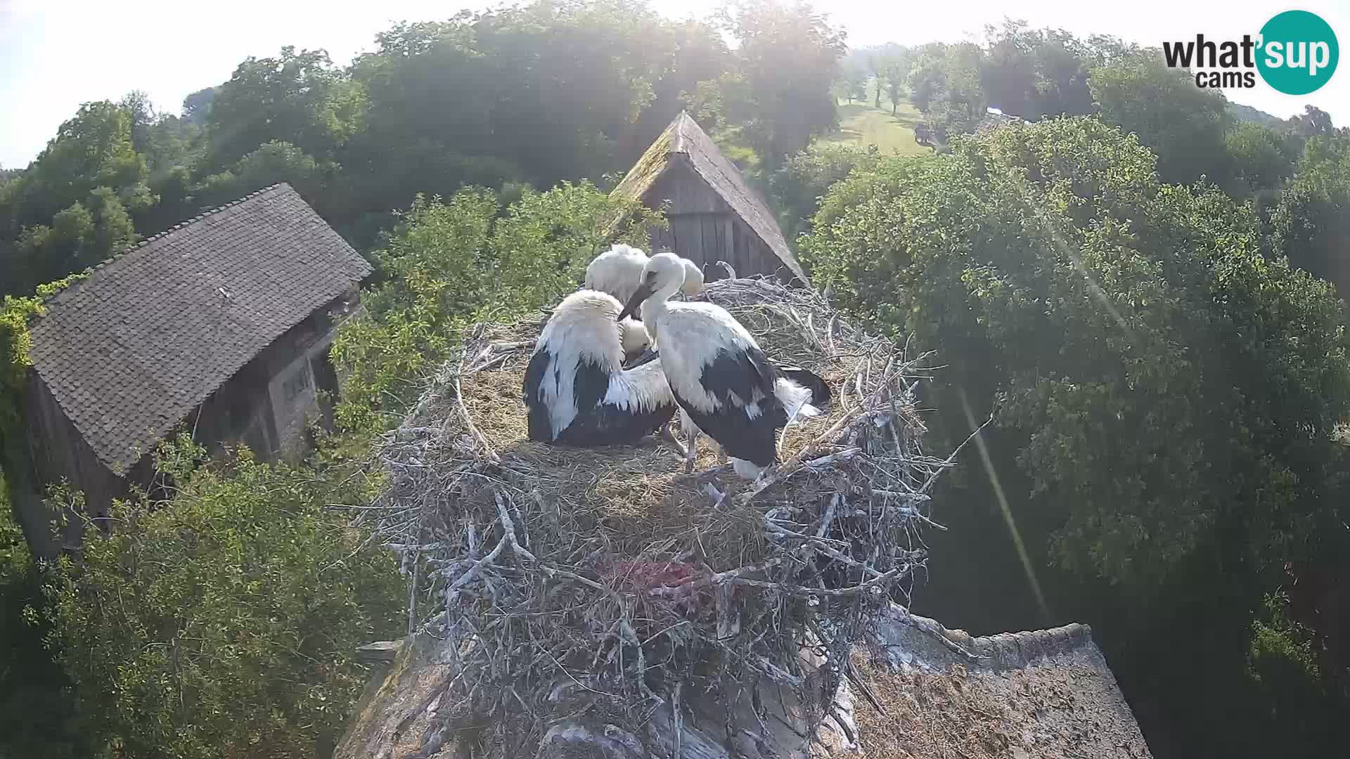 Pueblo europeo de cigüeñas camera en vivo Parque Natural Lonjsko polje