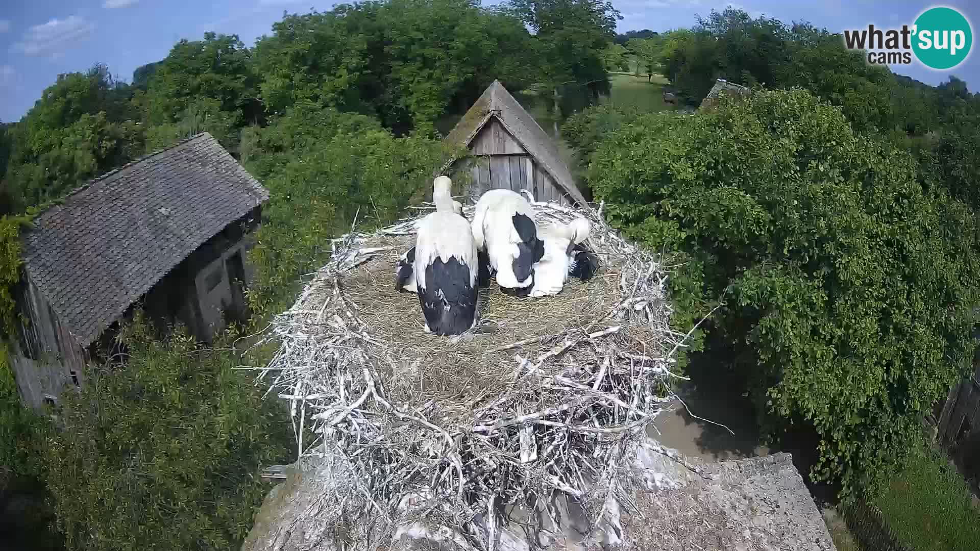 Webcam Europäisches Storchendorf – Naturpark Lonjsko polje