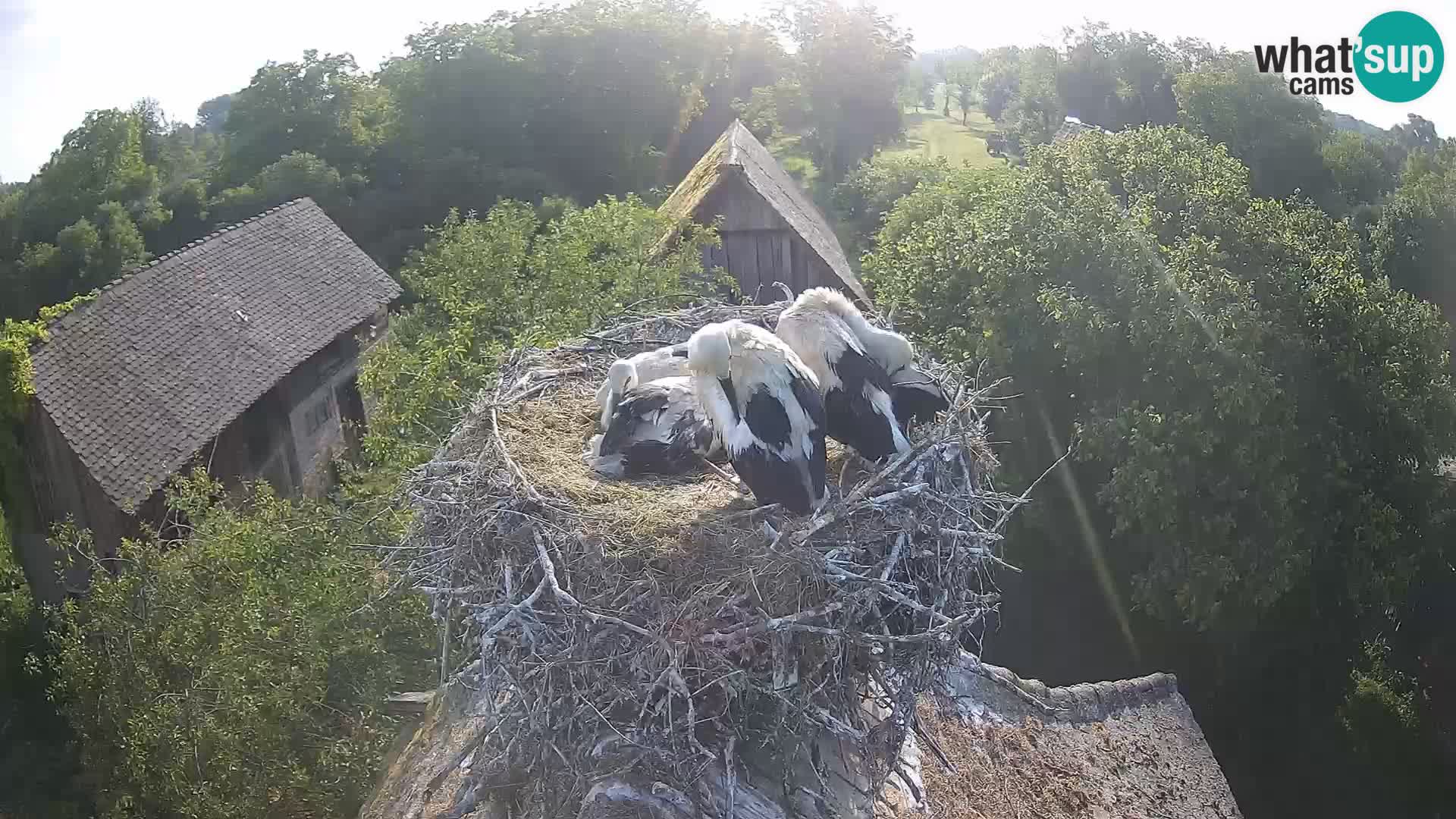 Webcam Europäisches Storchendorf – Naturpark Lonjsko polje