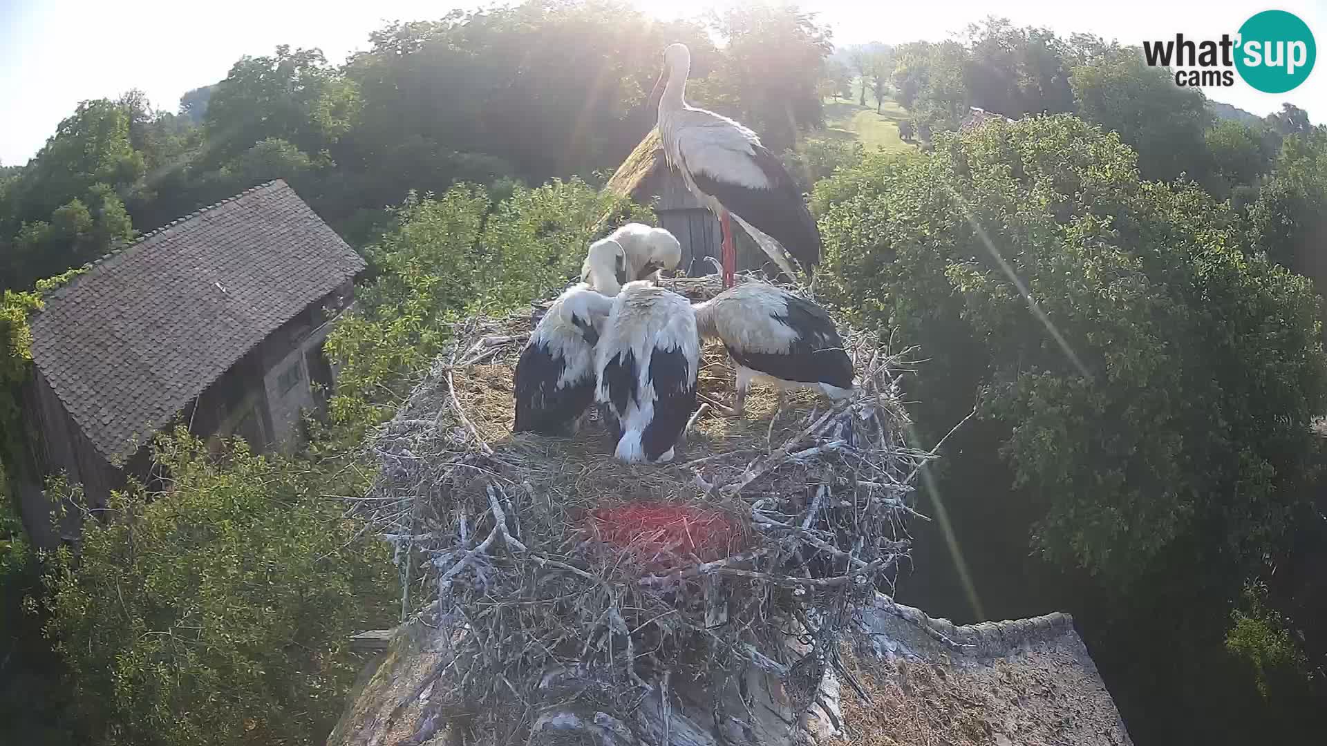 Webcam Europäisches Storchendorf – Naturpark Lonjsko polje
