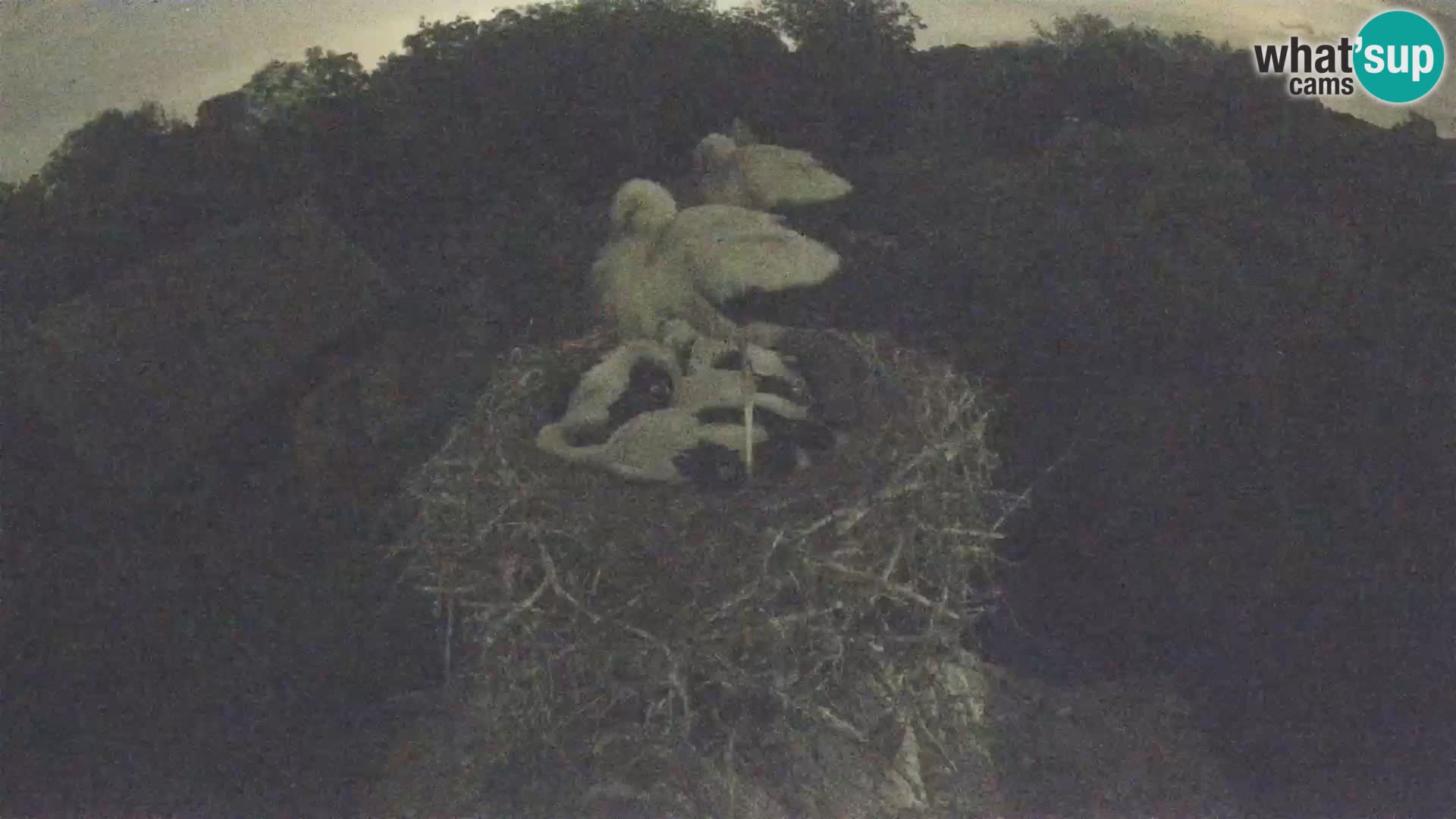Village européen de cigognes webcam Parc naturel de Lonjsko polje