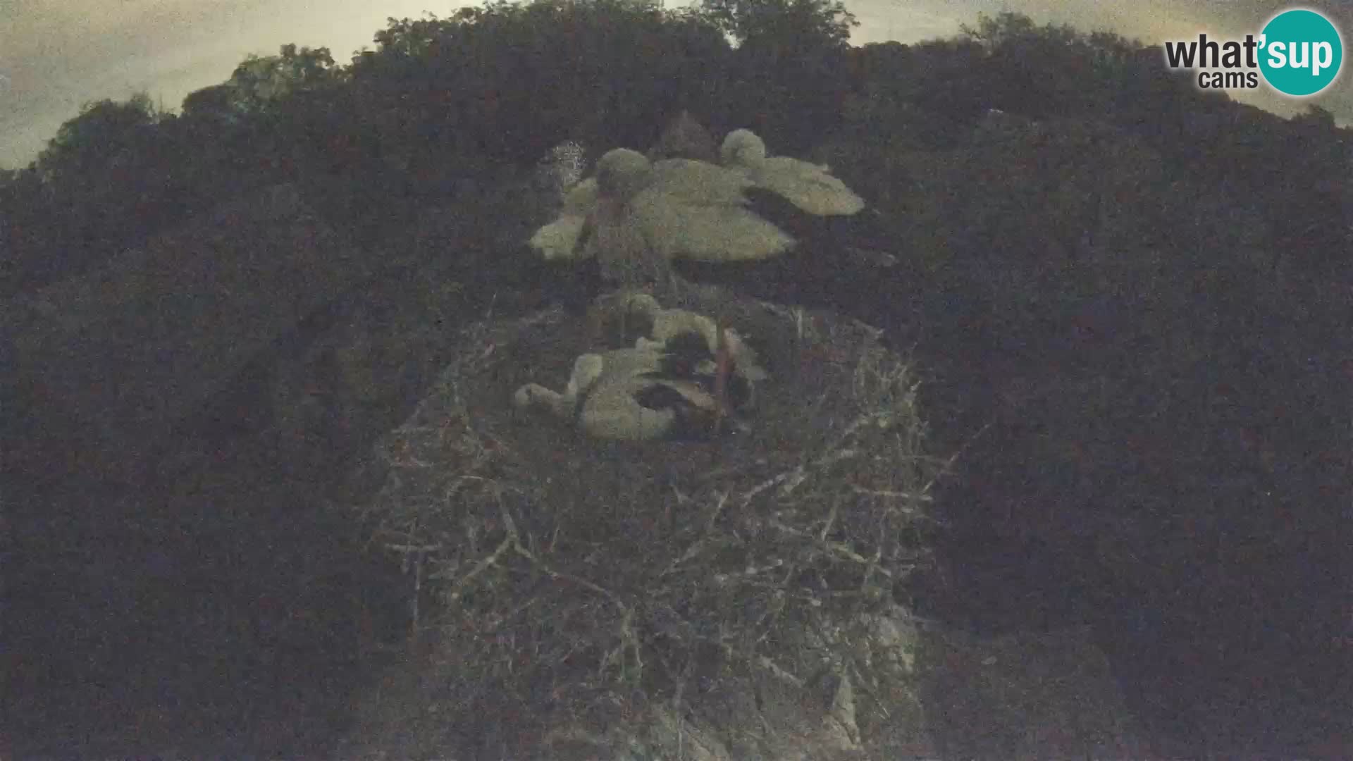 Webcam Europäisches Storchendorf – Naturpark Lonjsko polje