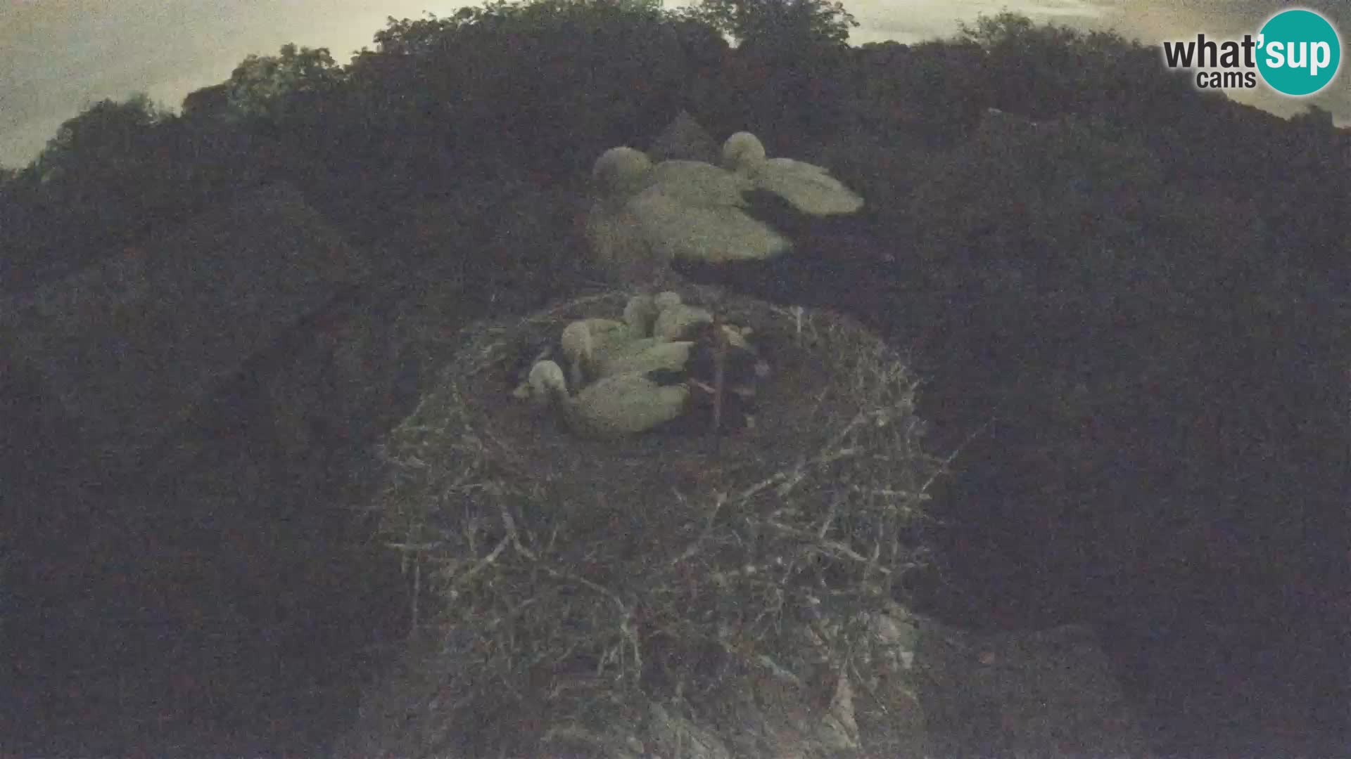 Villaggio delle cicogne europee webcam Parco naturale di Lonjsko polje