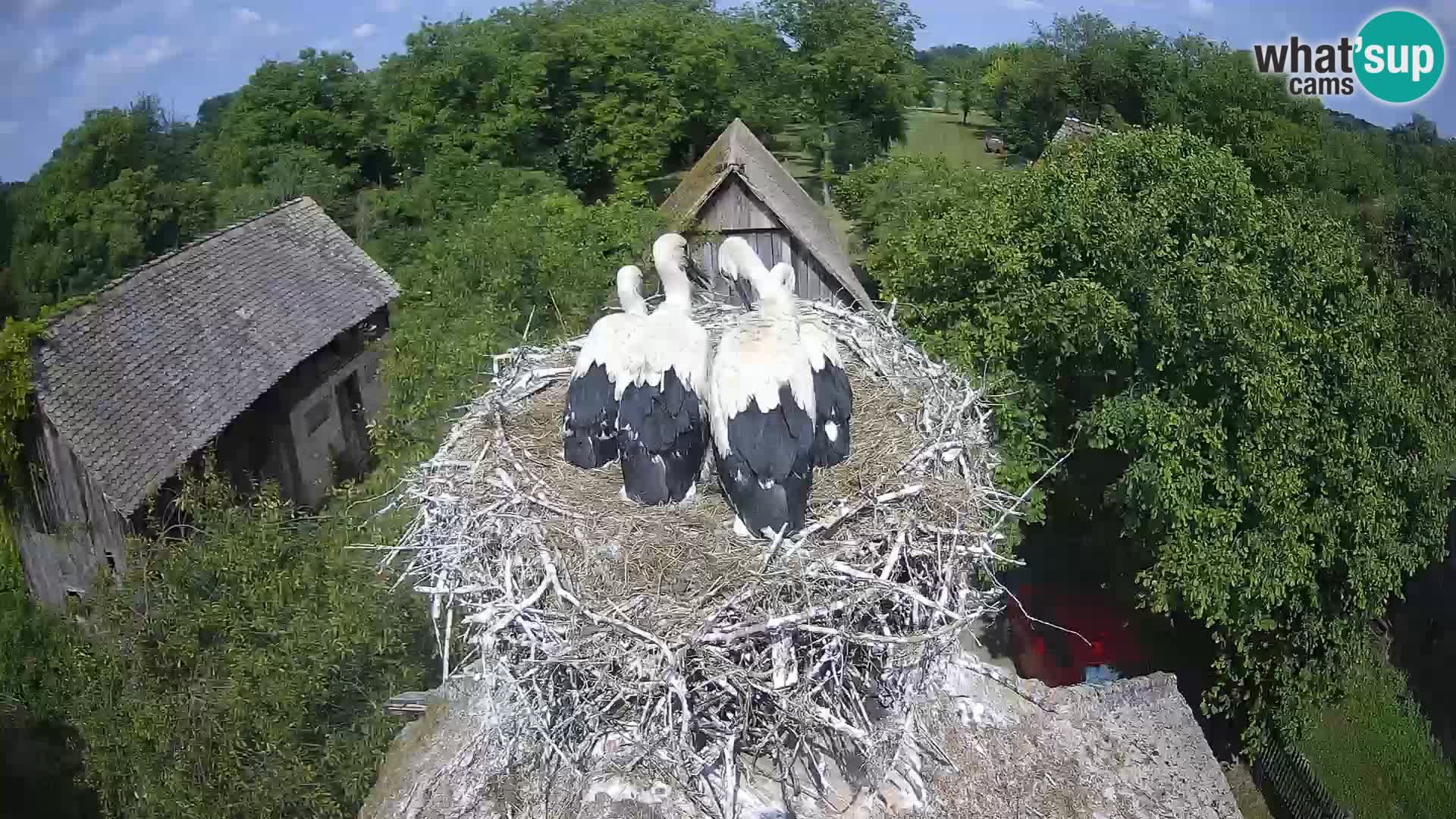 Village européen de cigognes webcam Parc naturel de Lonjsko polje